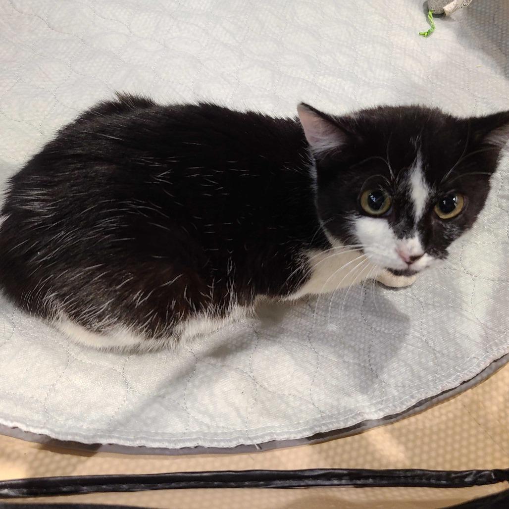 Enlarge Half-Pint, a Adoptable Domestic Short Hair in Tallahassee, FL image 1/1