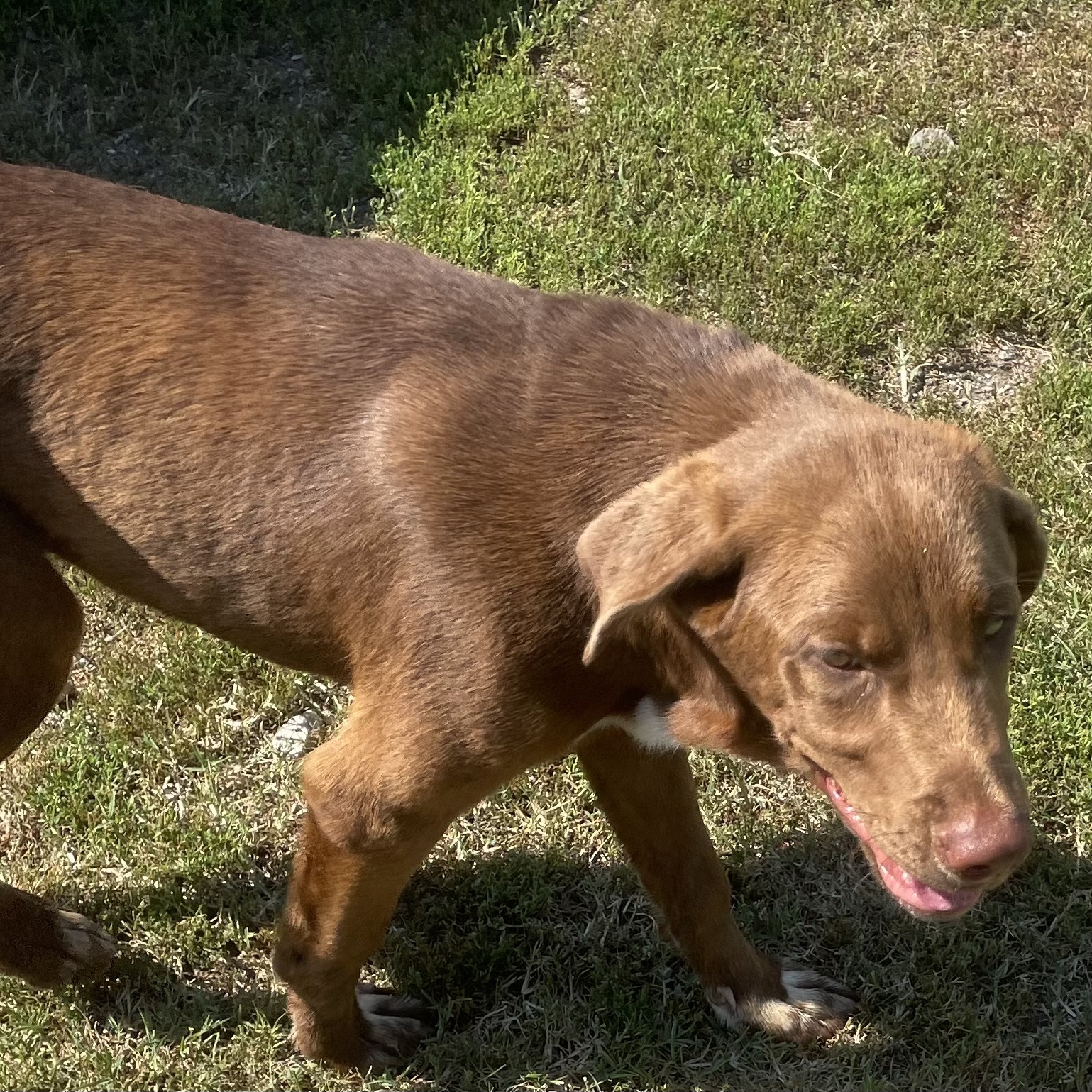 HERSHEY, an adoptable Chocolate Labrador Retriever in Holdenville, OK_image-1
