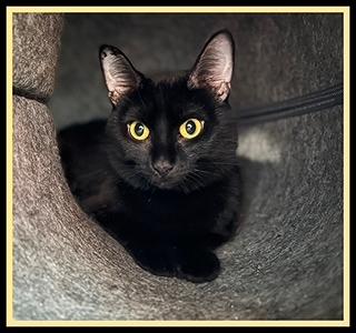 CHRYSANTHEMUM, Adoptable, Young Female Domestic Short Hair.