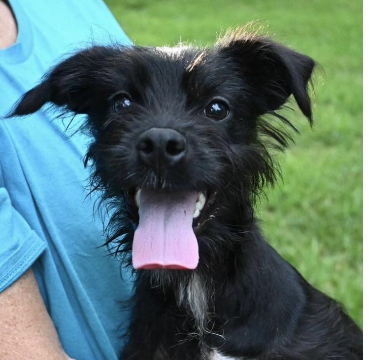Sassy, Adopted, Puppy Female Schnauzer.