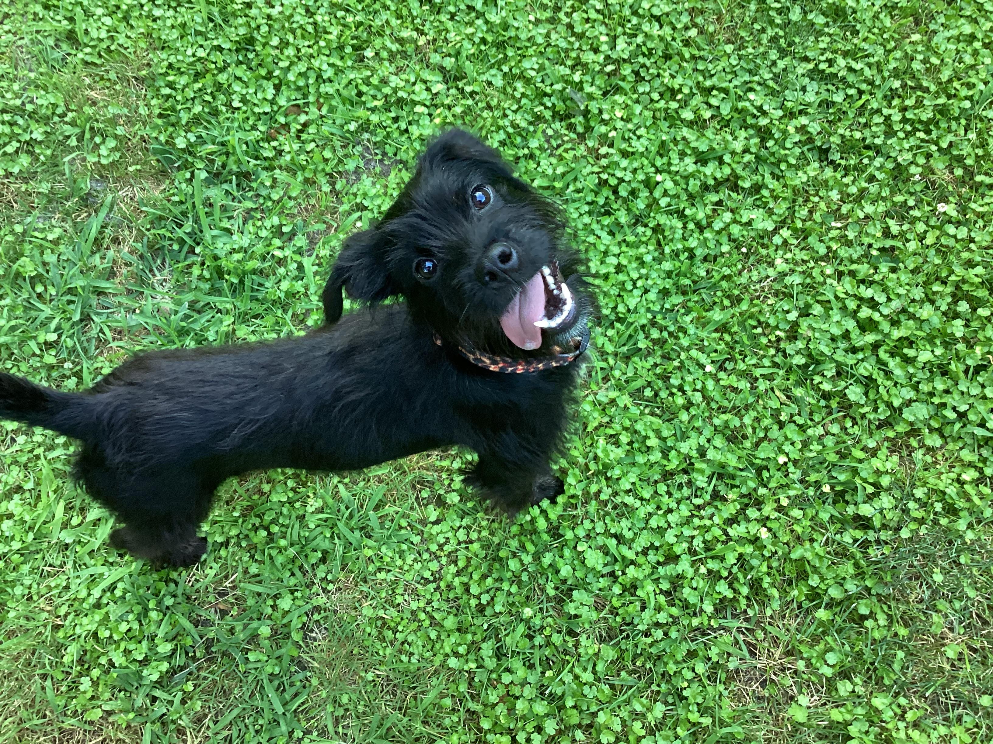 Sassy, a Adopted mixed breed in Barnegat, NJ image 3/5