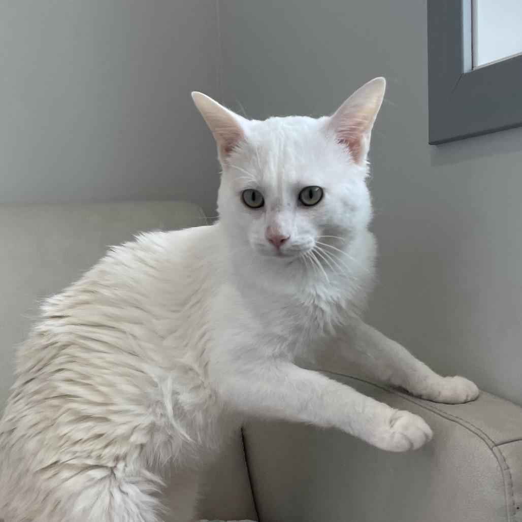 Flurry, Adoptable, Adult Male Domestic Short Hair.