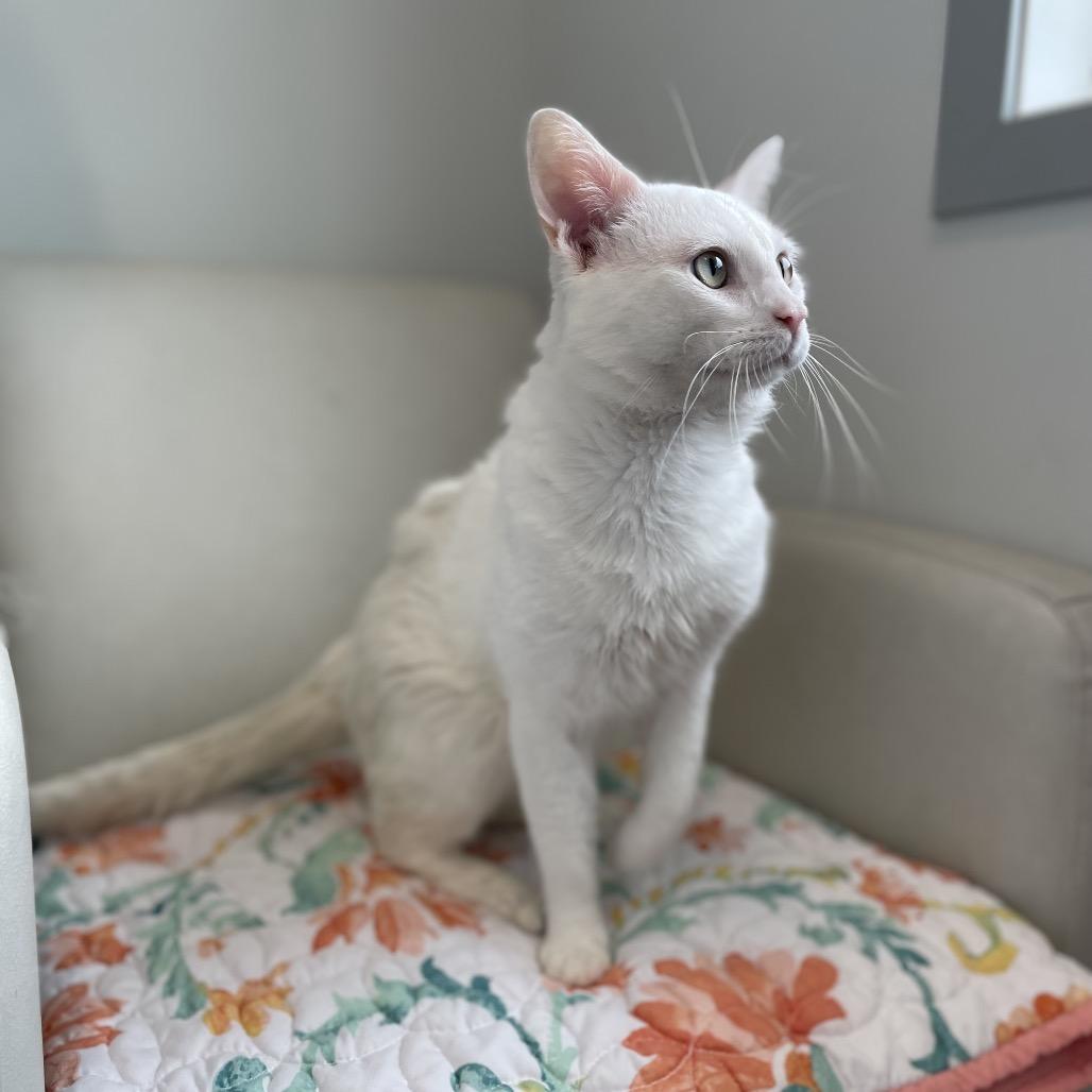 Enlarge Flurry, a Adoptable Domestic Short Hair in North Battleford, SK image 2/6