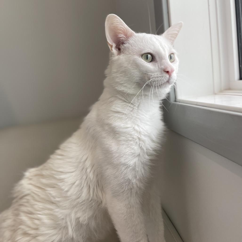 Enlarge Flurry, a Adoptable Domestic Short Hair in North Battleford, SK image 3/6