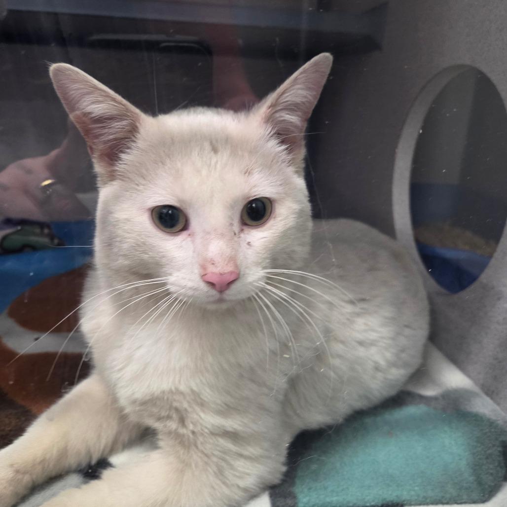 Enlarge Flurry, a Adoptable Domestic Short Hair in North Battleford, SK image 4/6