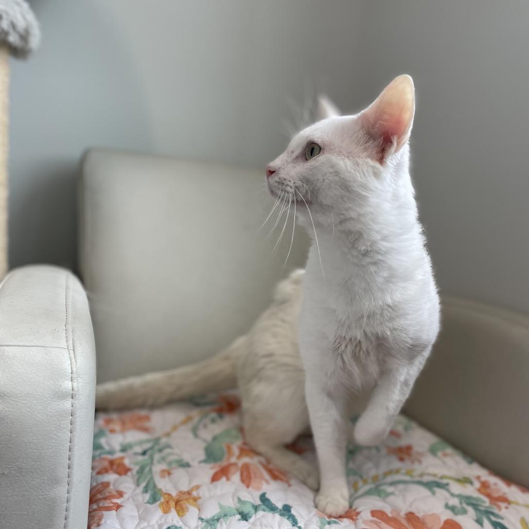 Enlarge Flurry, a Adoptable Domestic Short Hair in North Battleford, SK image 5/6