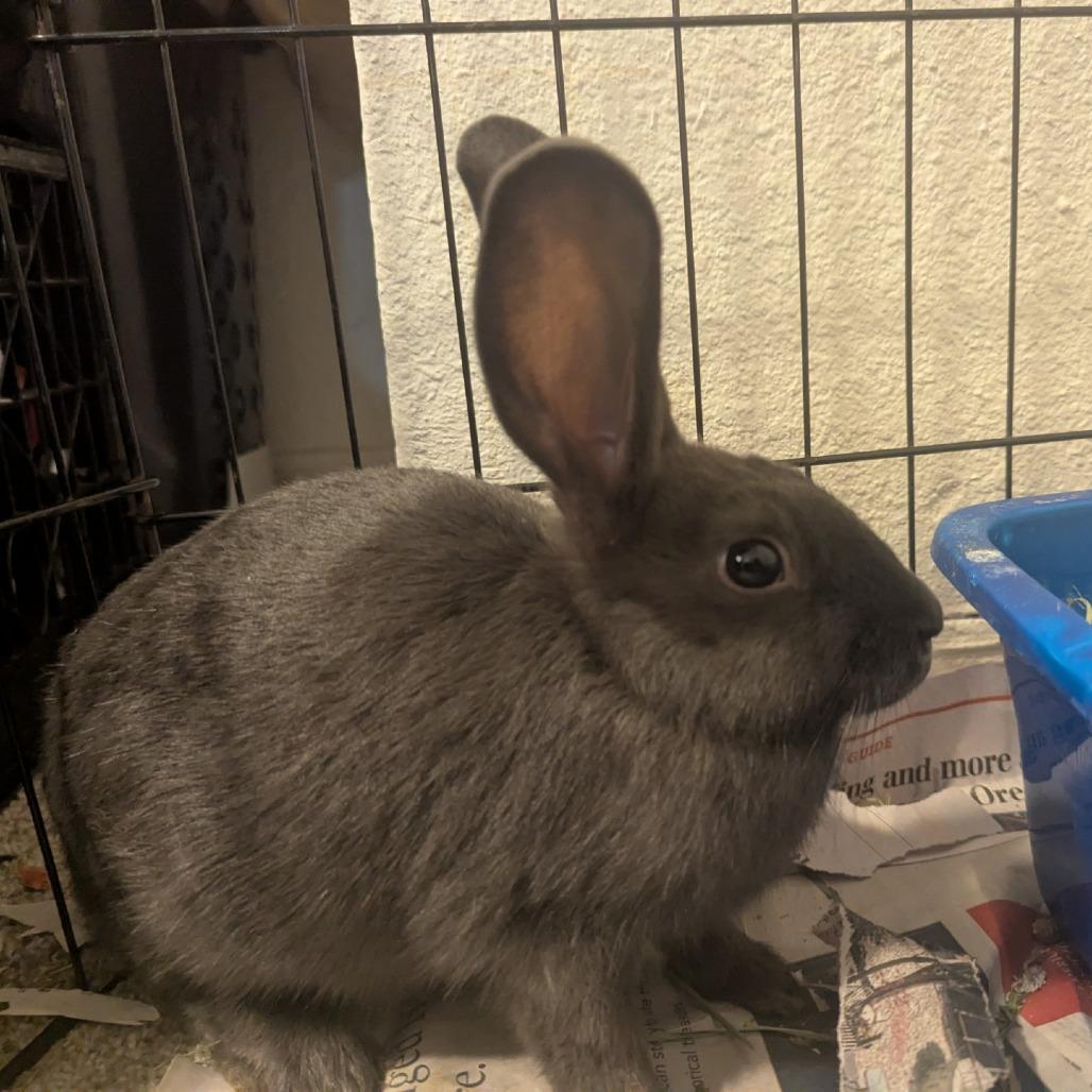 Judy, Adoptable, Baby Female American.
