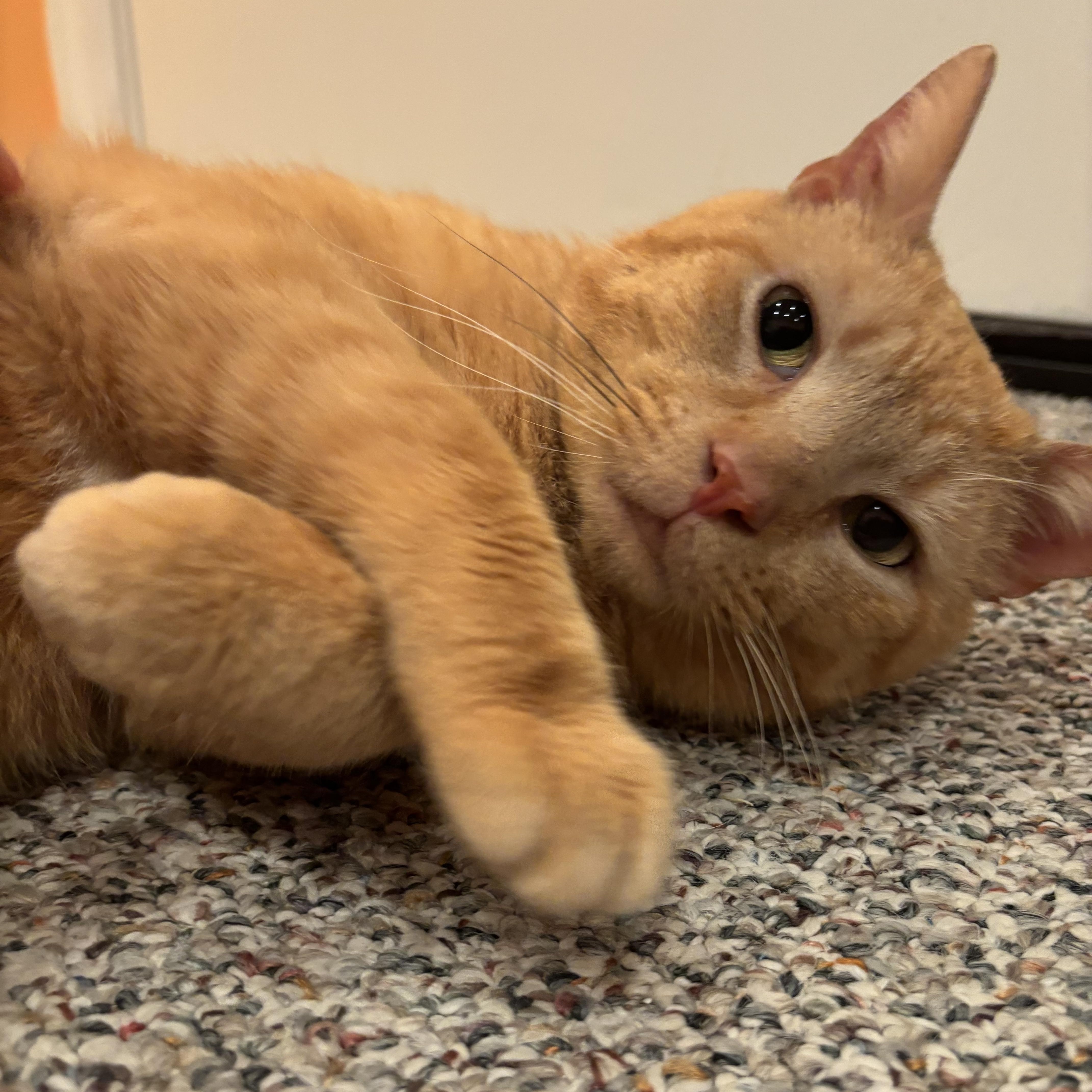 Crush, Adopted, Adult Male Domestic Short Hair.