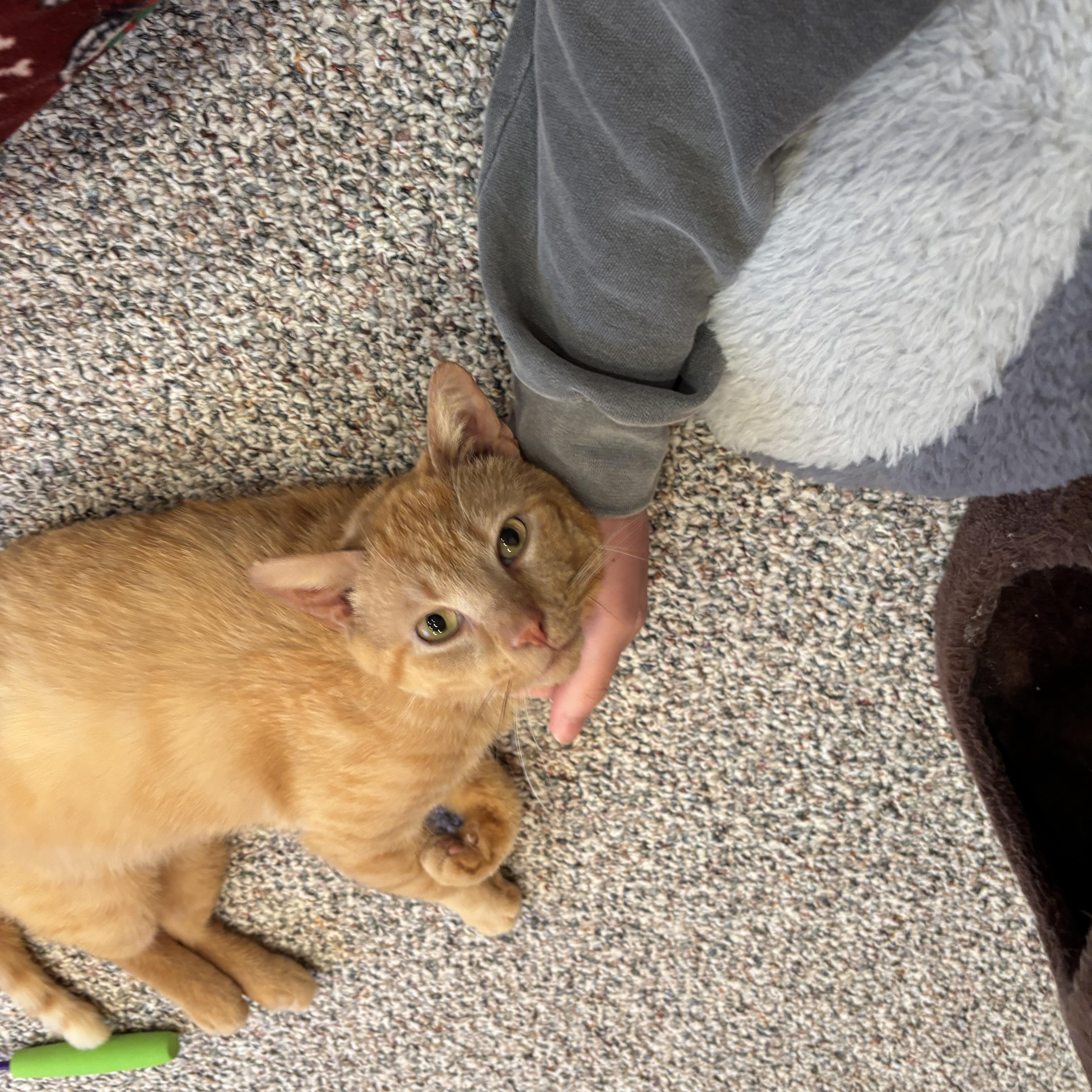 Enlarge Crush, a Adopted Domestic Short Hair in Mullica Hill, NJ image 2/4