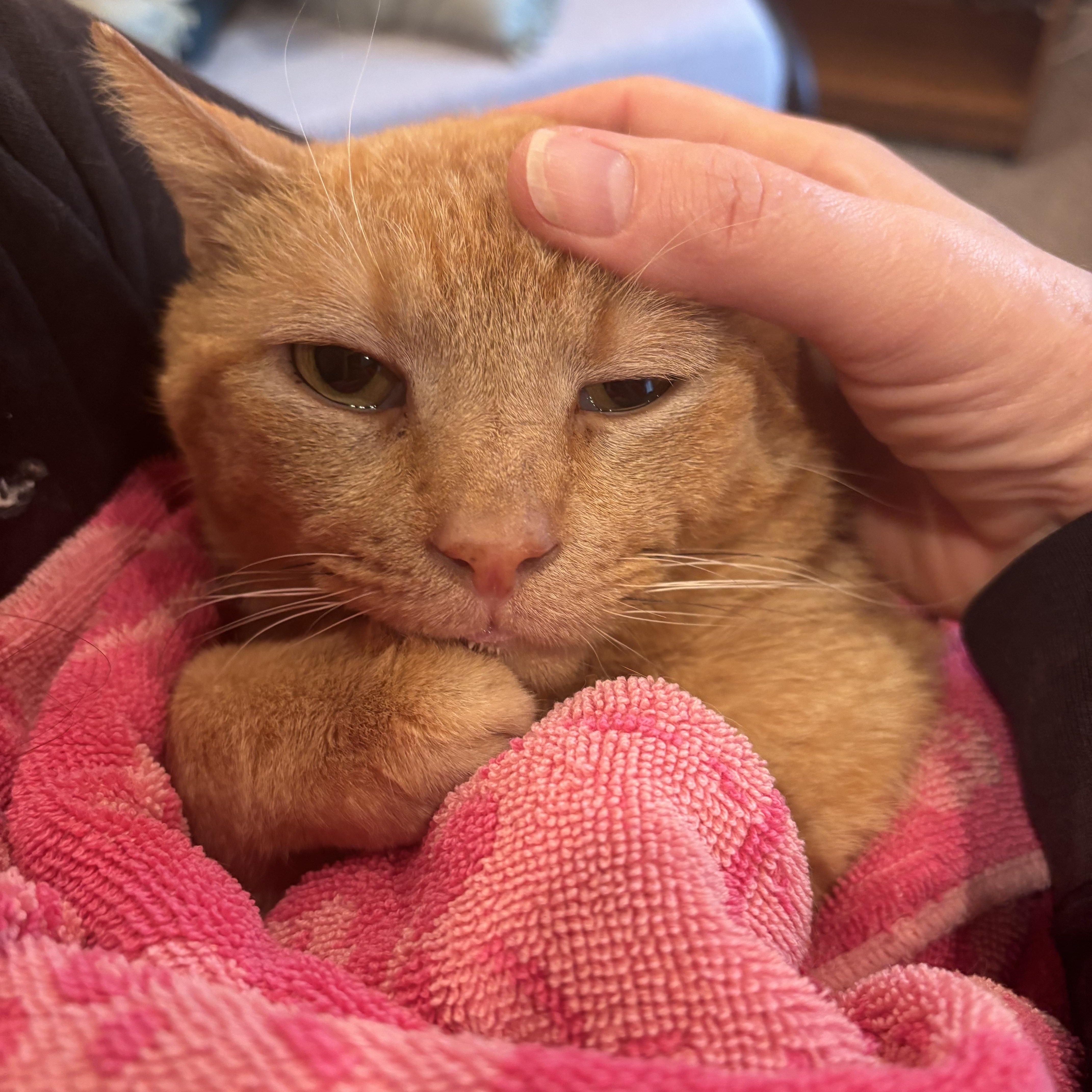 Enlarge Crush, a Adopted Domestic Short Hair in Mullica Hill, NJ image 3/4