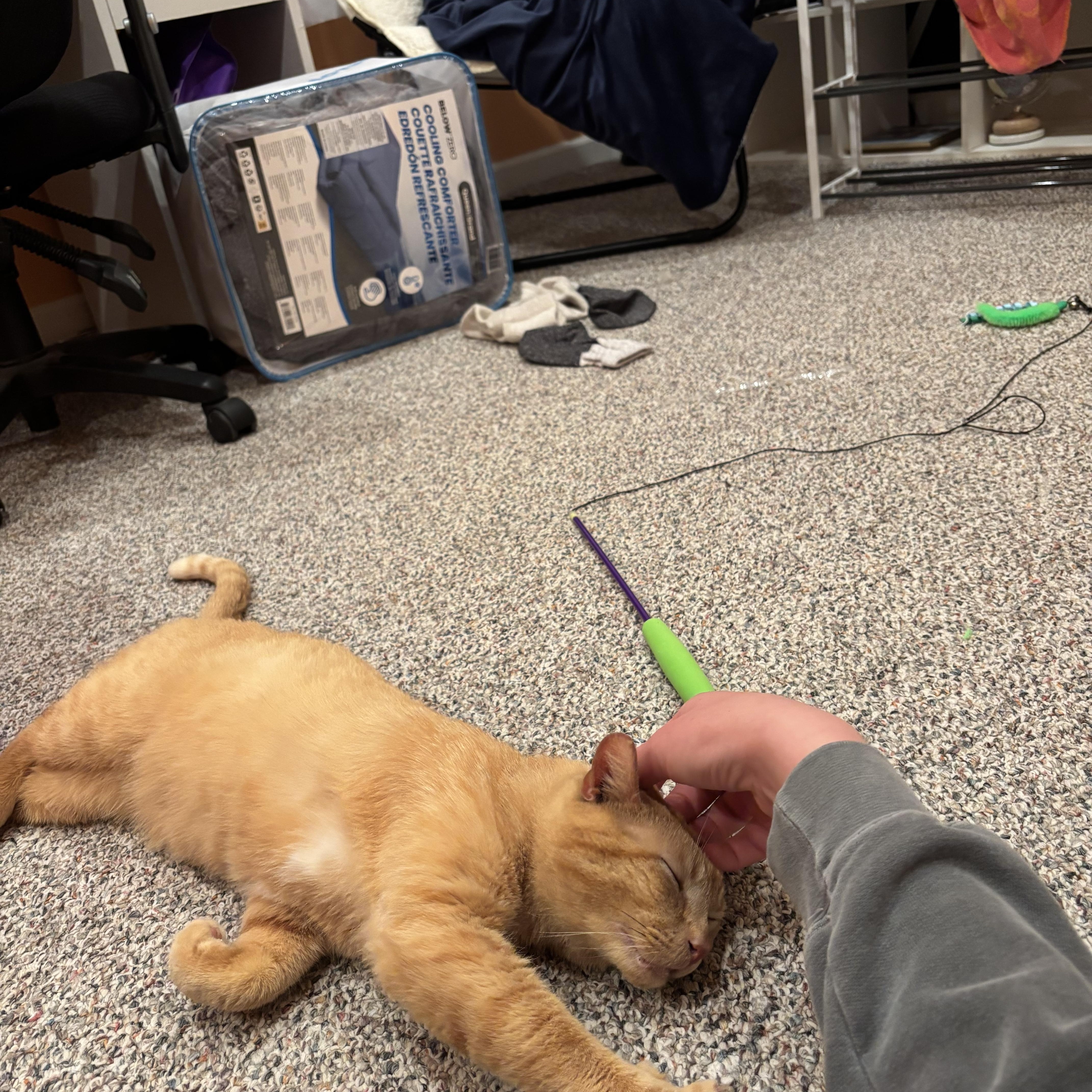 Enlarge Crush, a Adopted Domestic Short Hair in Mullica Hill, NJ image 4/4