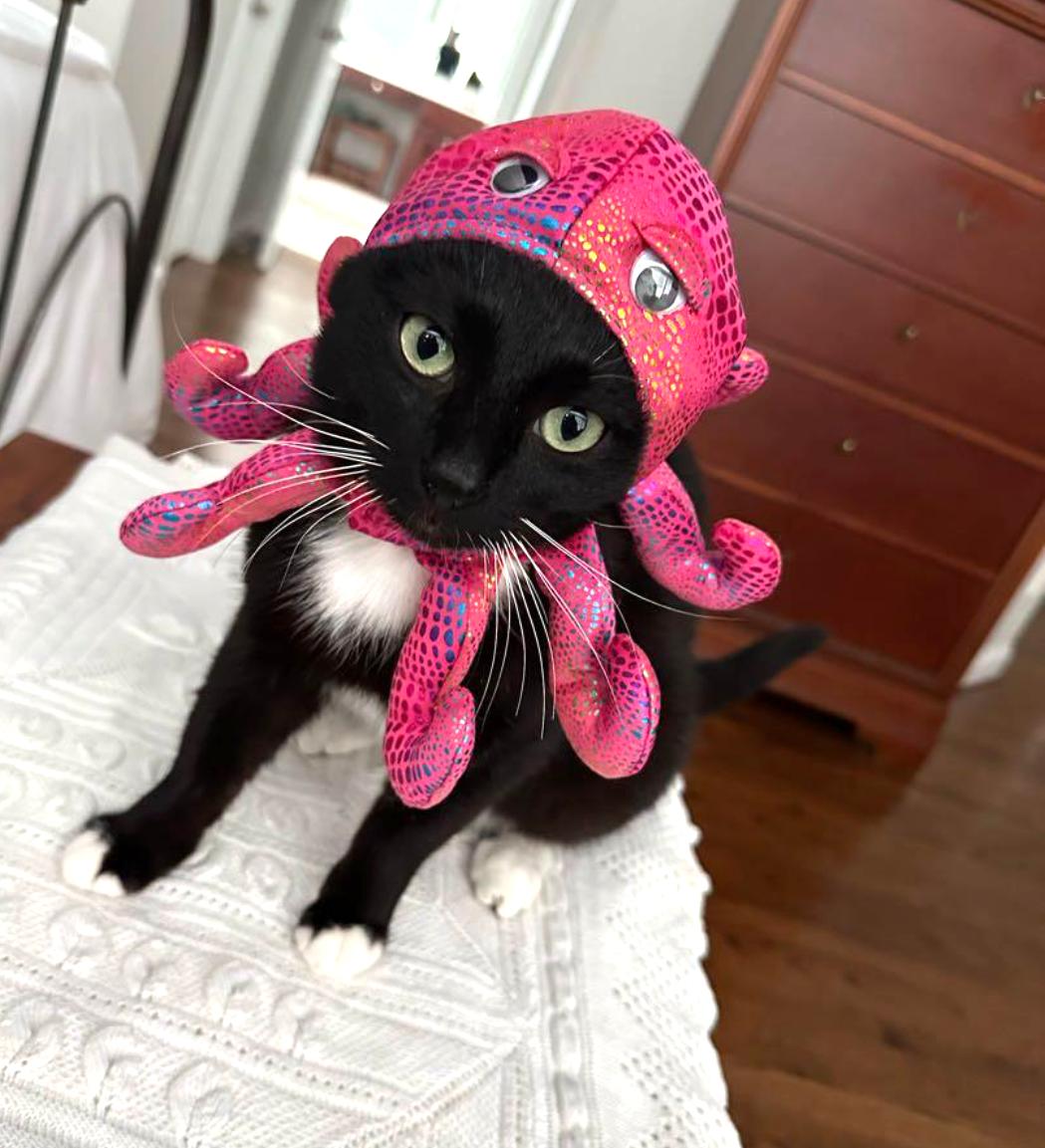 Enlarge Valentine, a Adoptable Domestic Short Hair in Charlotte, NC image 3/4