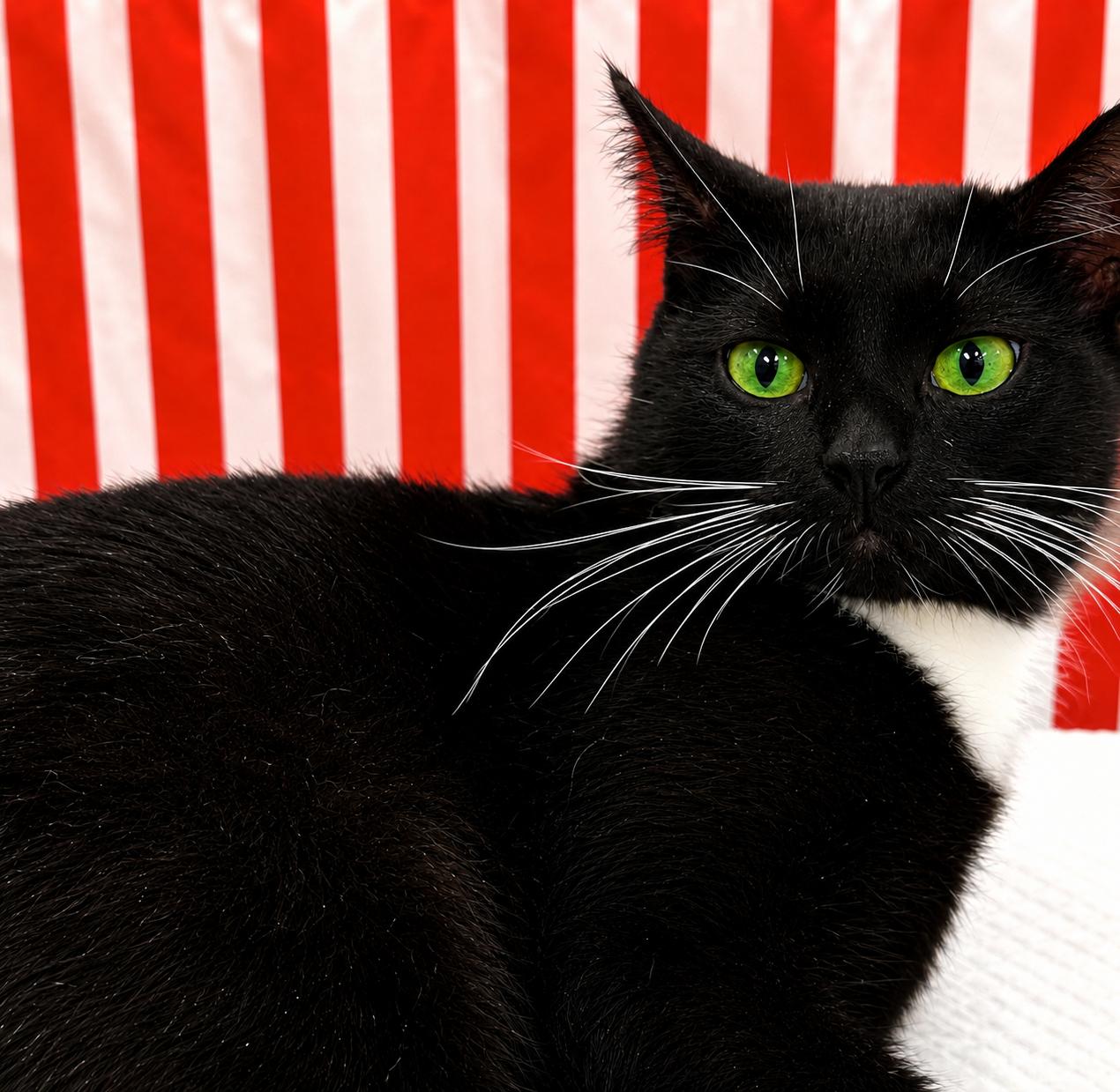 Enlarge Valentine, a Adoptable Domestic Short Hair in Charlotte, NC image 1/4