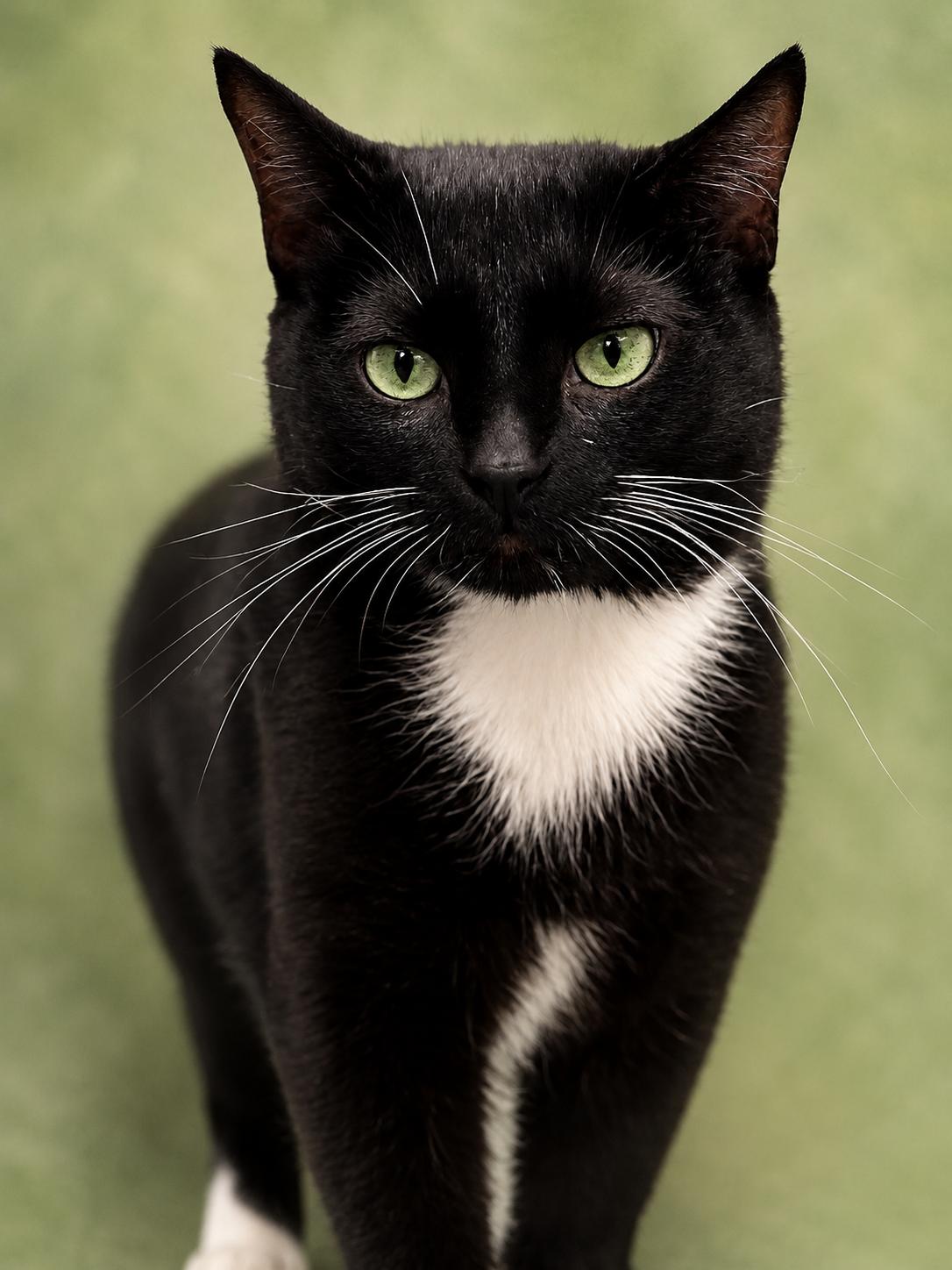 Enlarge Valentine, a Adoptable Domestic Short Hair in Charlotte, NC image 2/4