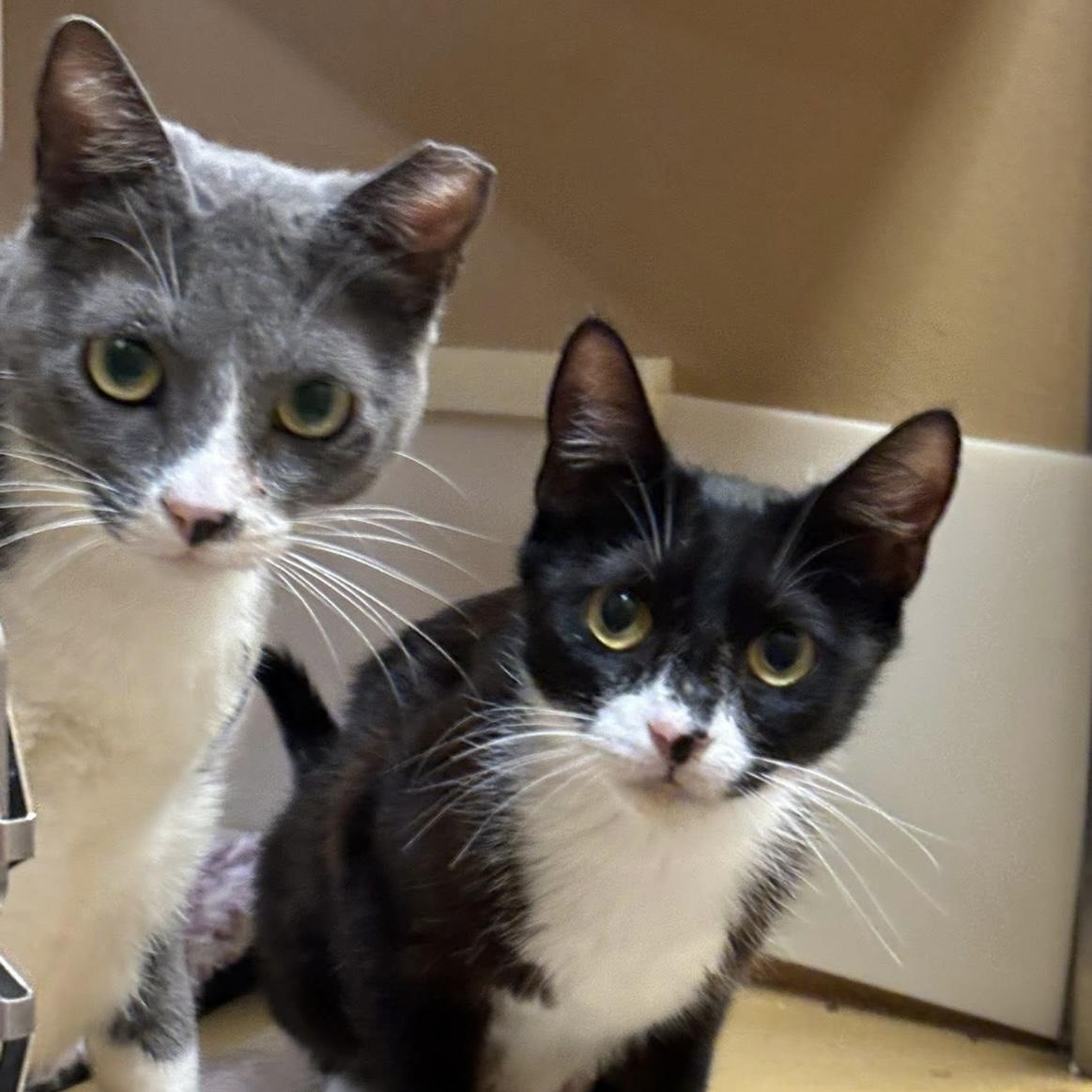 Daphne & Theo (feline