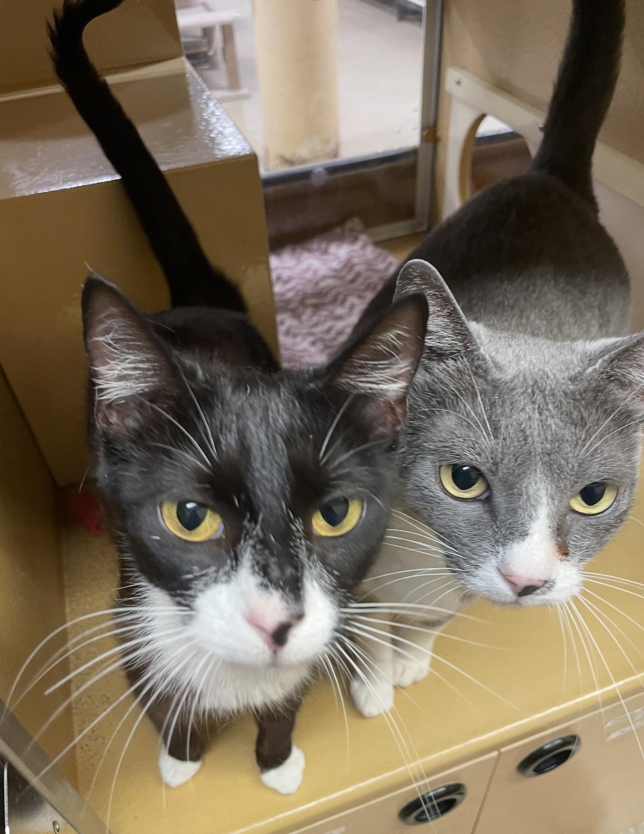 Daphne & Theo (feline thumbnail 5