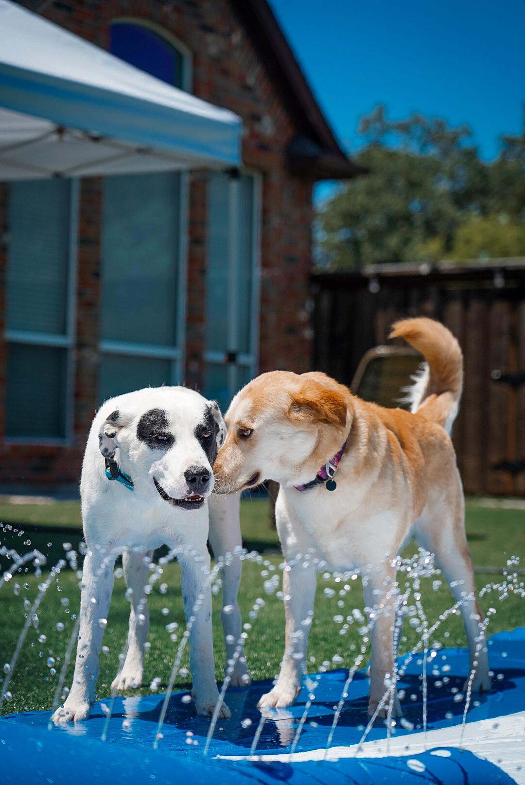 Sharkie, adopted, Young Female Great Pyrenees.