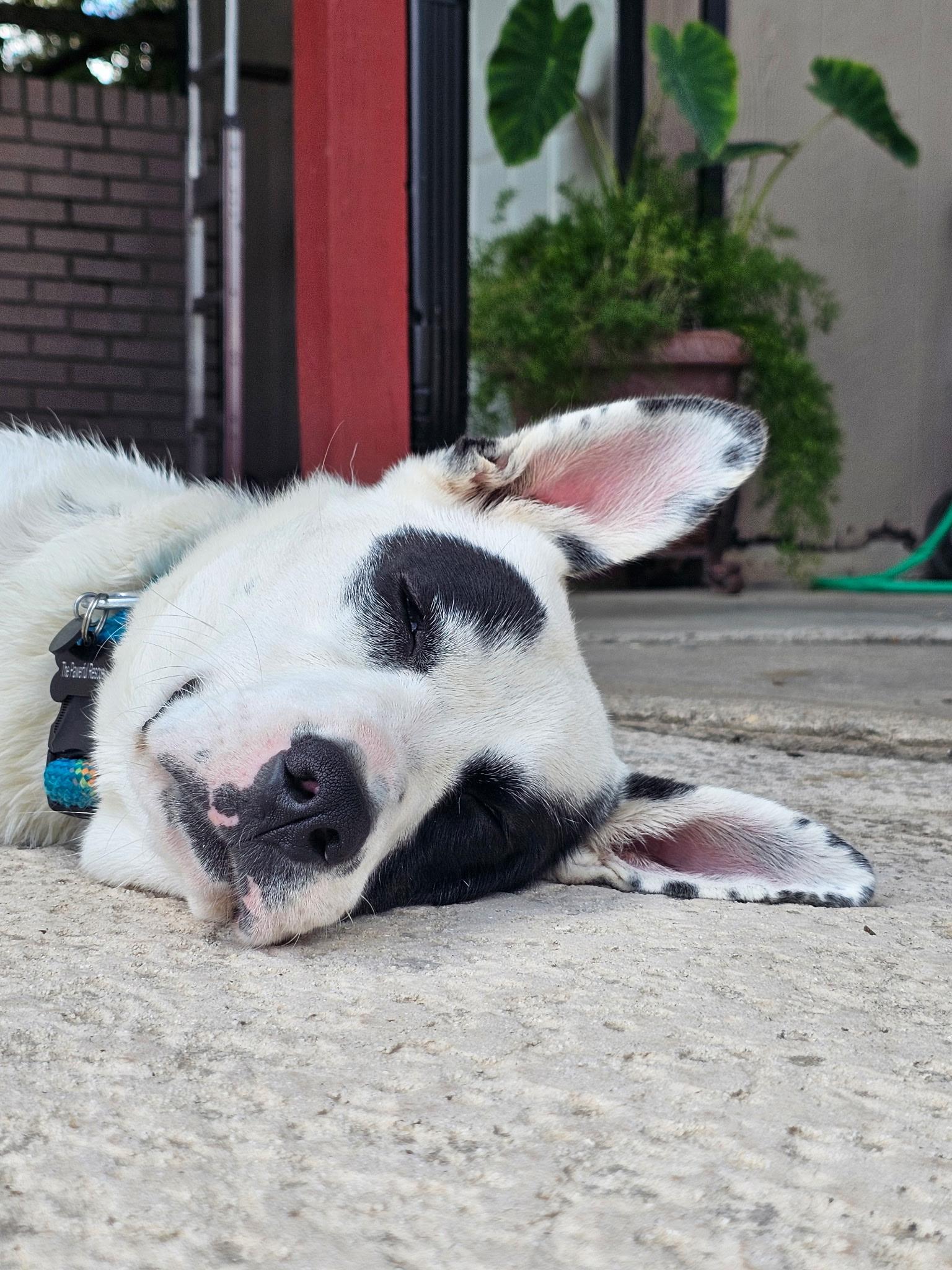 Enlarge Sharkie, an adopted mixed breed in Mckinney, TX image 3/5