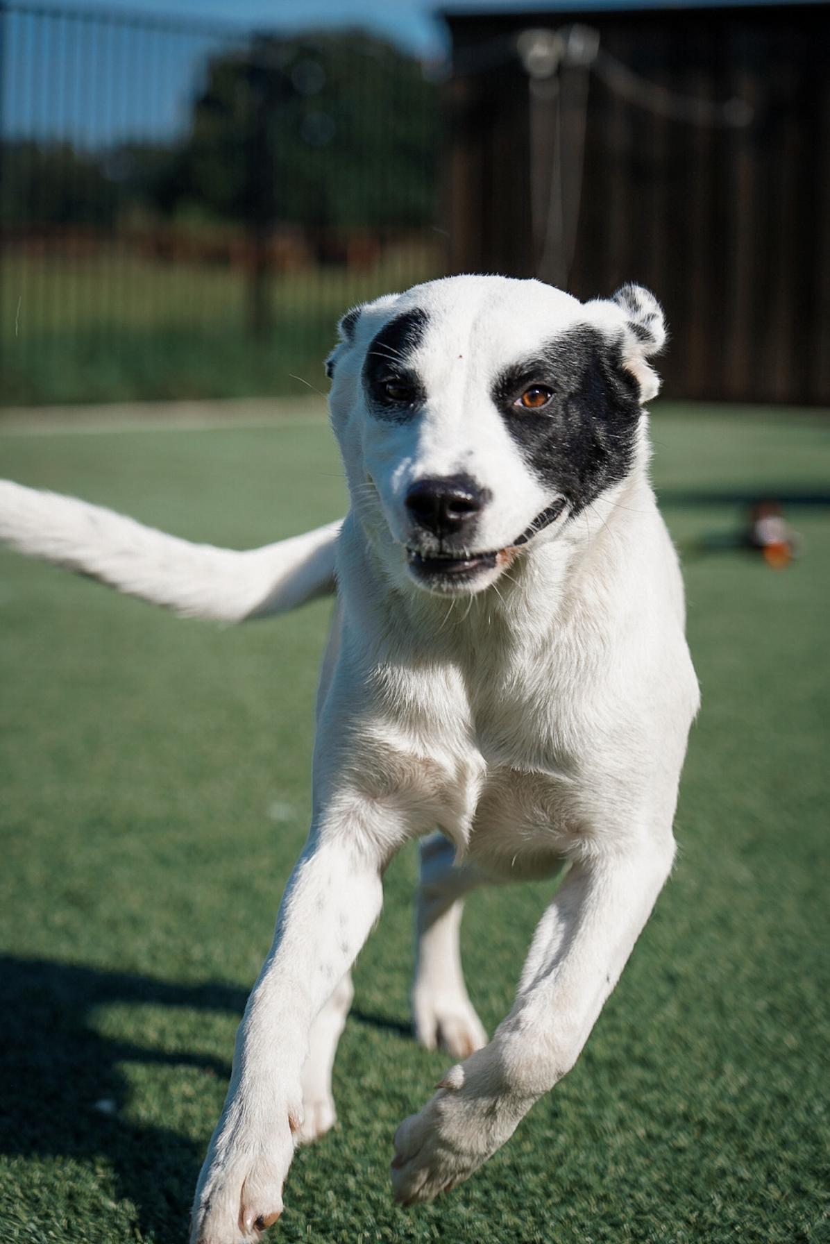 Enlarge Sharkie, an adopted mixed breed in Mckinney, TX image 1/5
