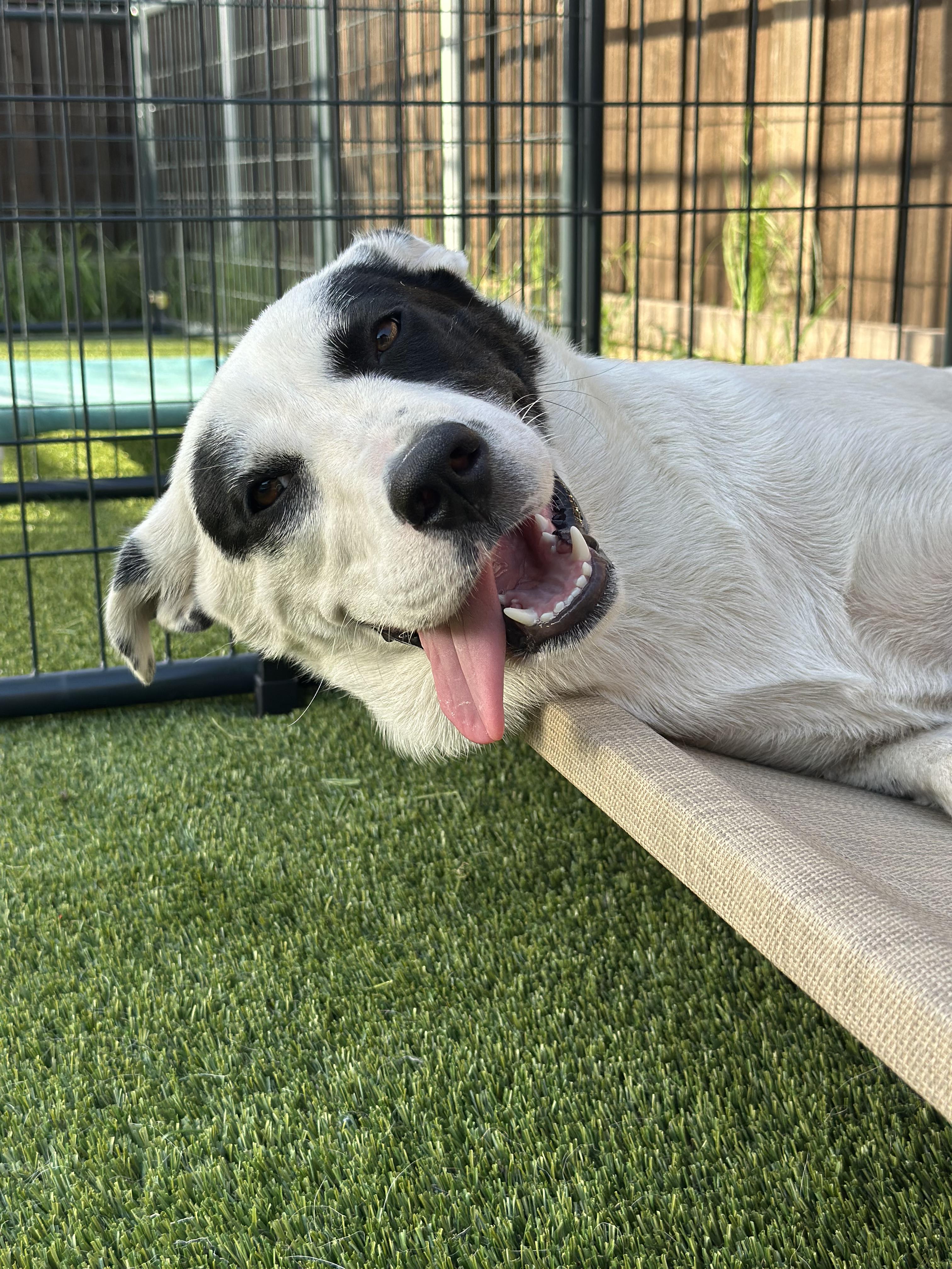 Enlarge Sharkie, an adopted mixed breed in Mckinney, TX image 5/5