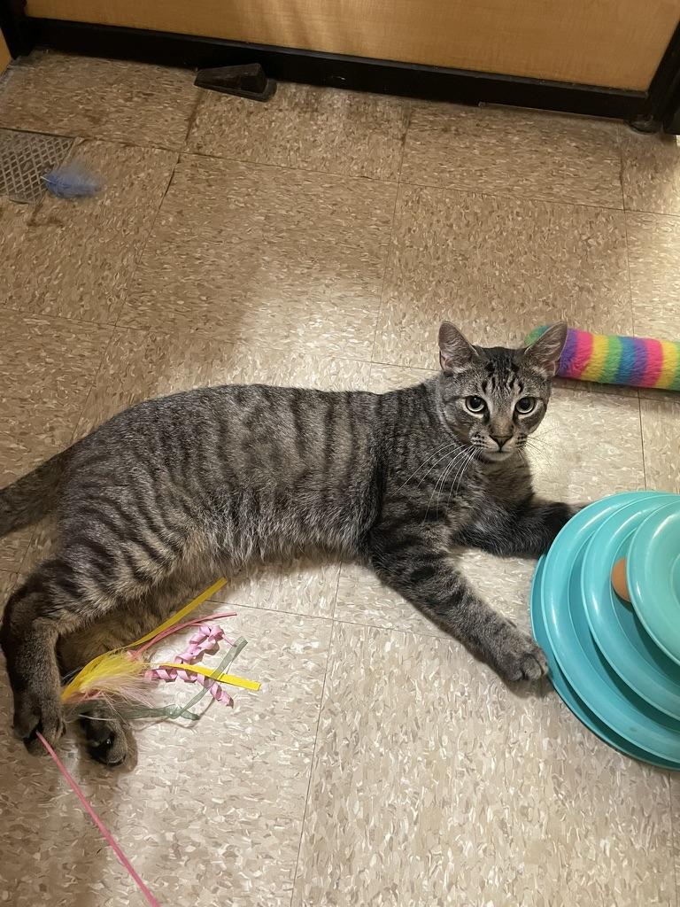 Woody, a ADOPTABLE mixed breed in Glenmont, NY image 2/6