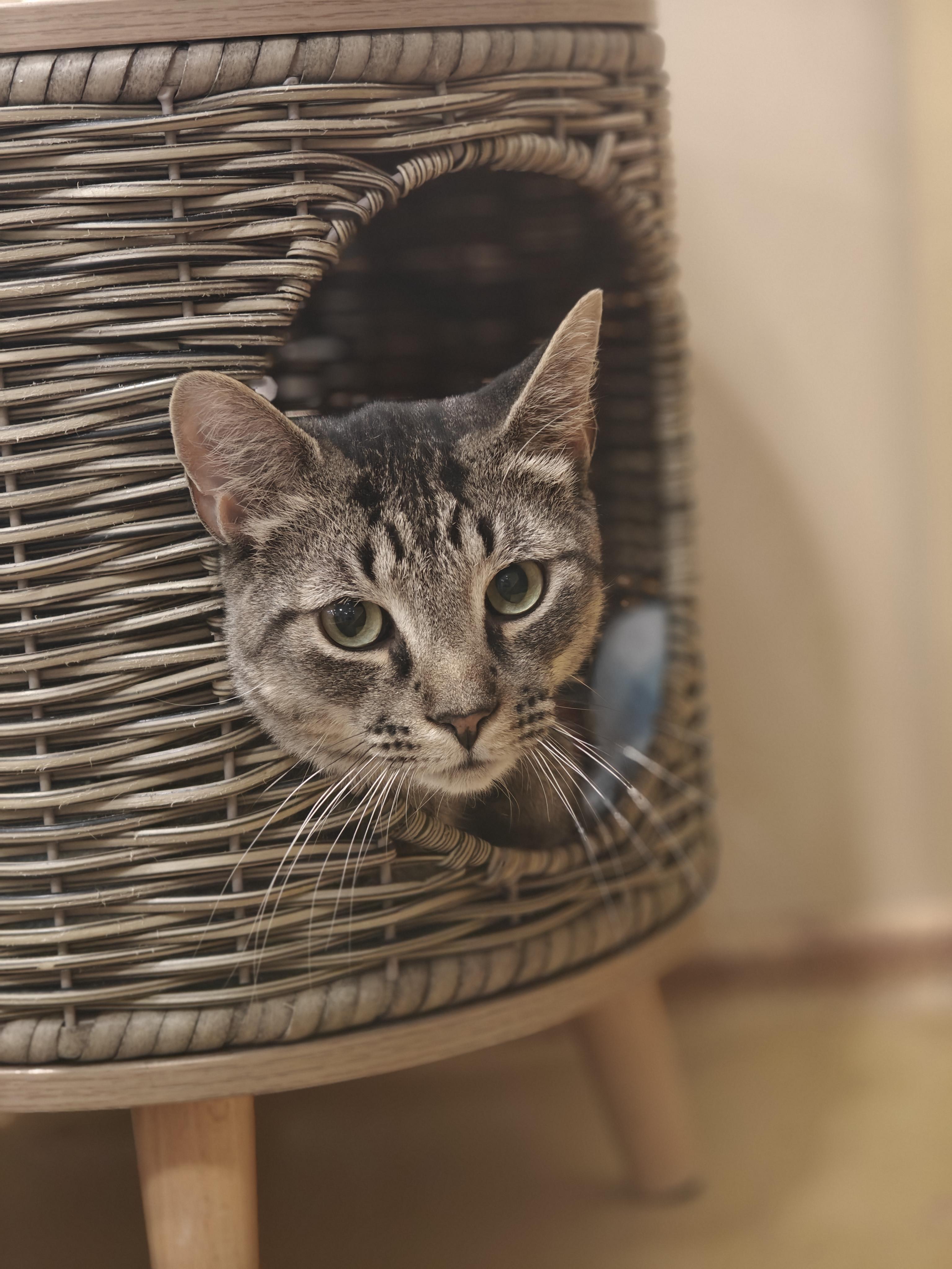 Woody, a ADOPTABLE mixed breed in Glenmont, NY image 6/6
