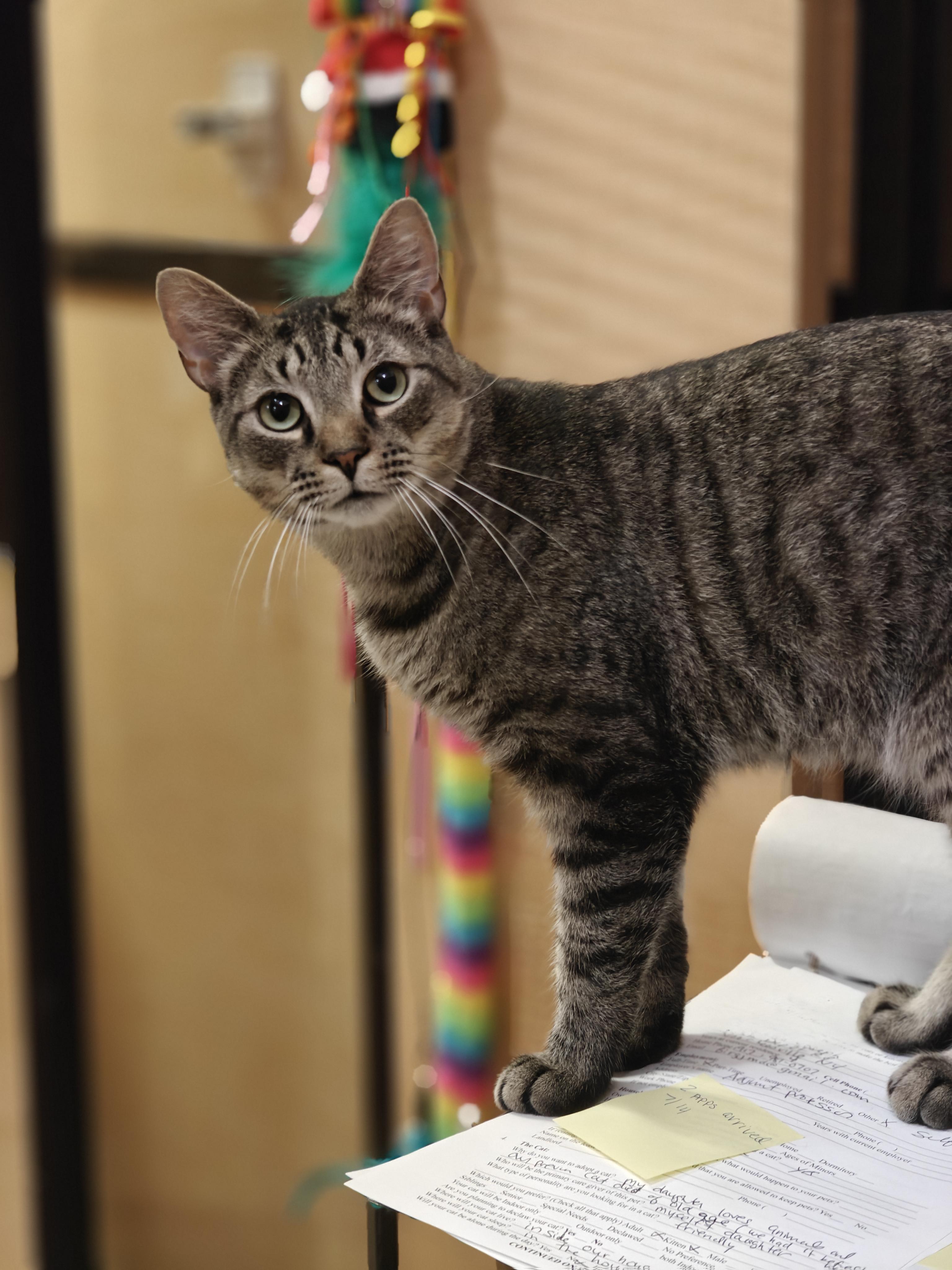 Woody, ADOPTABLE, Young Male Domestic Short Hair.