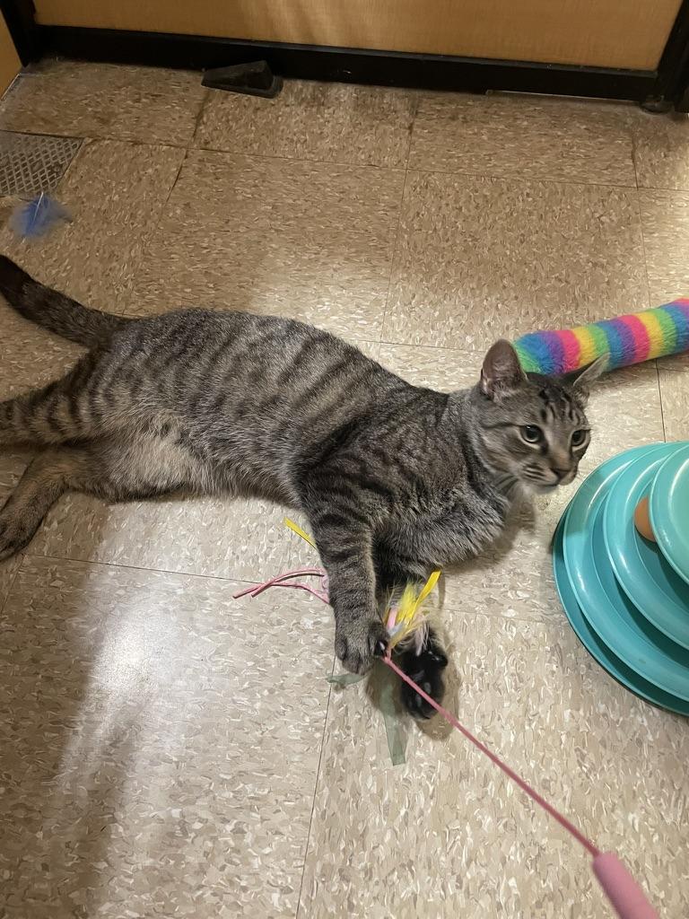 Woody, a ADOPTABLE mixed breed in Glenmont, NY image 5/6