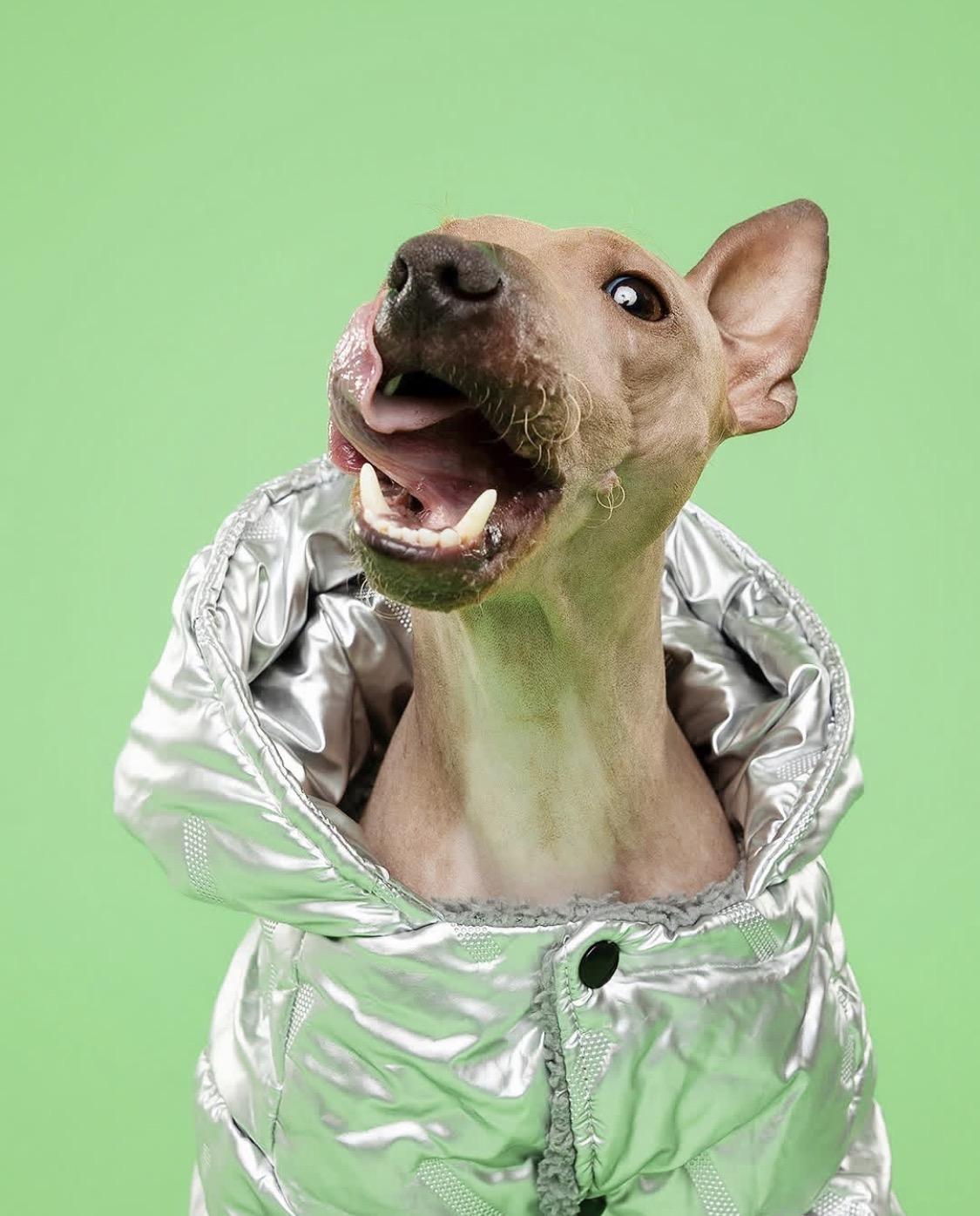 Enlarge Minkus, an adopted mixed breed in Clarksburg, ON image 1/1