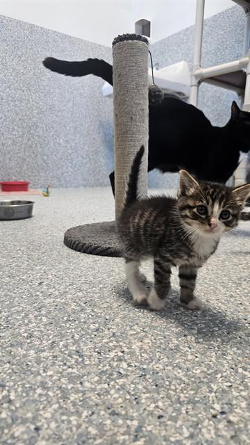 SCOTT, Adoptable, Kitten Male Domestic Short Hair.