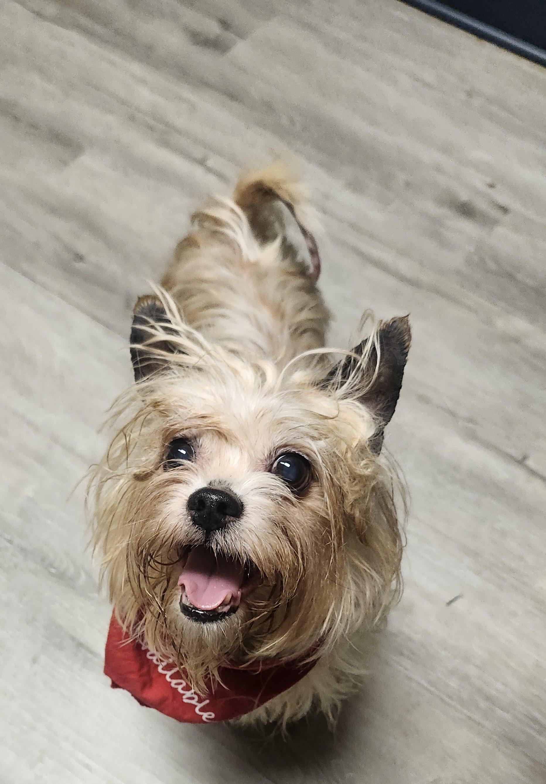 Tarbell, an adopted mixed breed in Mansfield, OH image 3/4