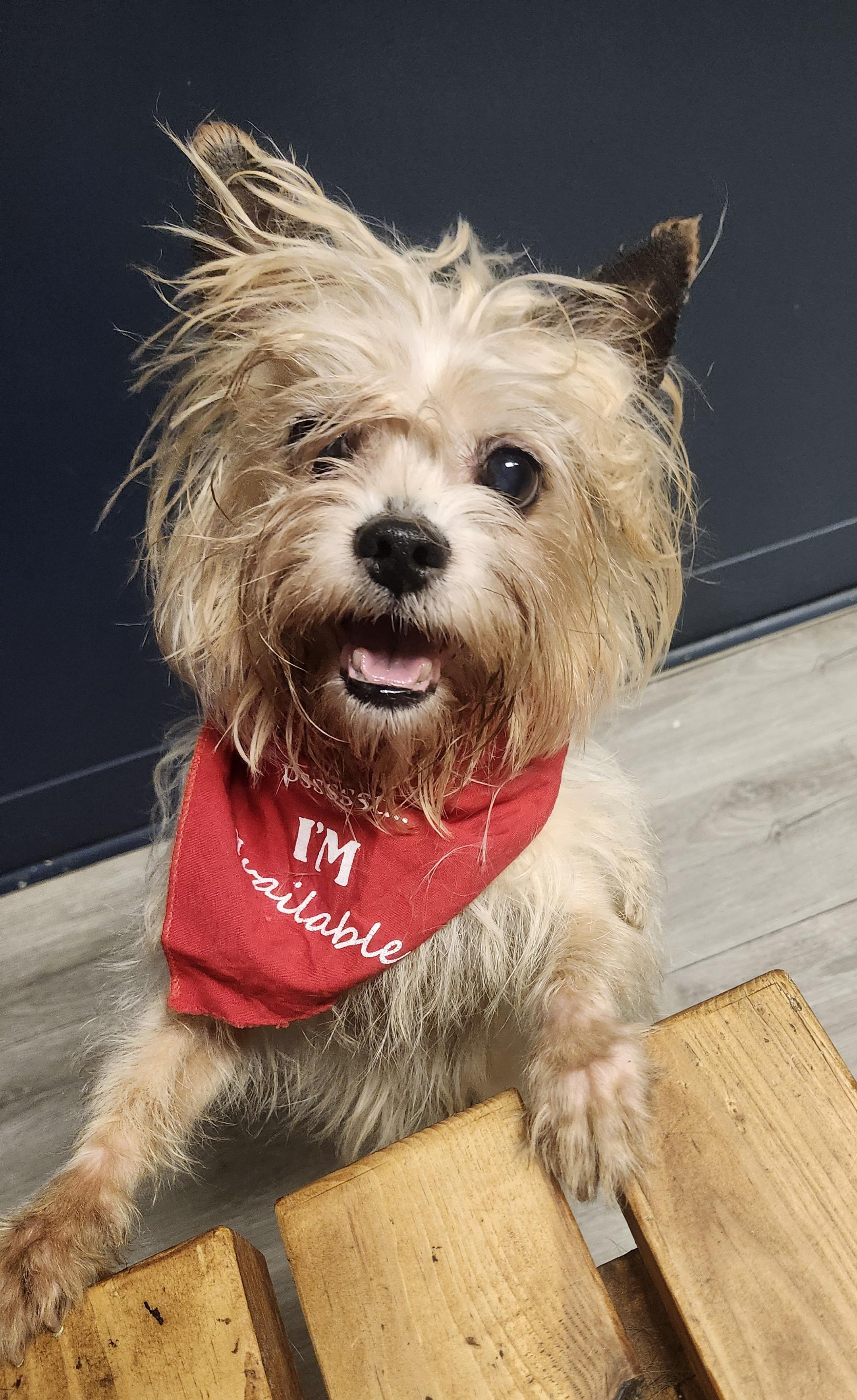Tarbell, adopted, Senior Male Yorkshire Terrier.