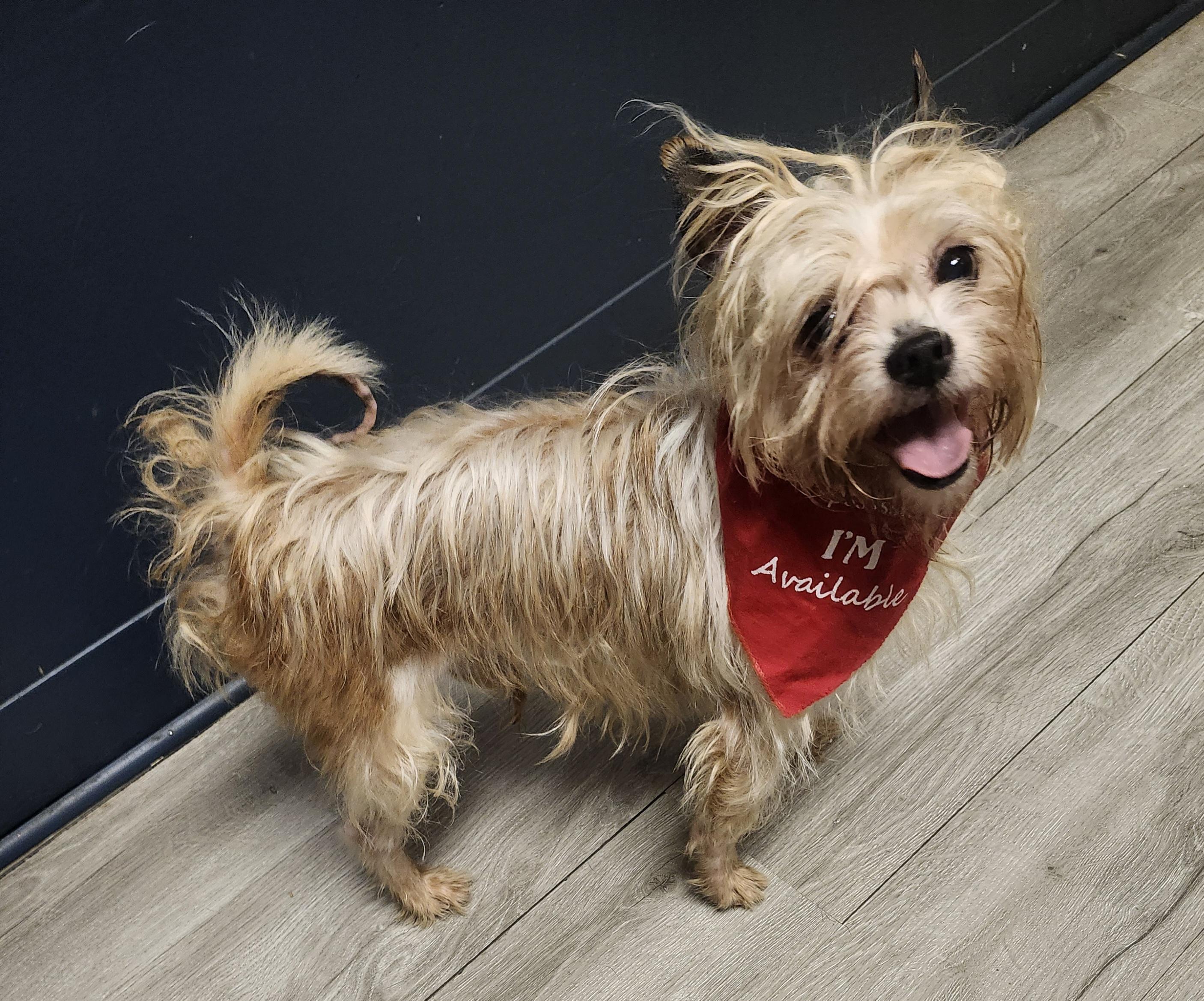 Tarbell, an adopted mixed breed in Mansfield, OH image 2/4