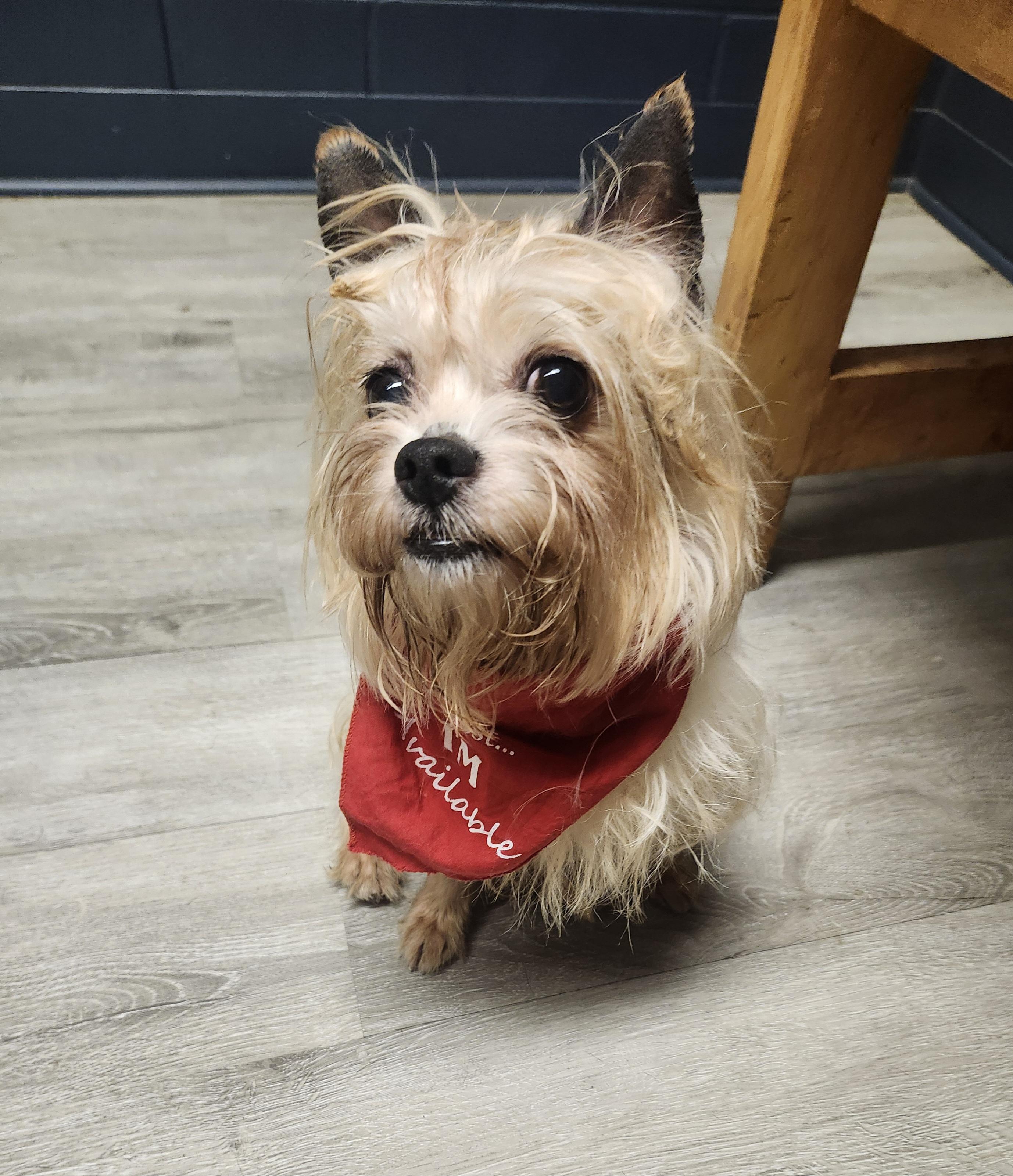Tarbell, an adopted mixed breed in Mansfield, OH image 4/4