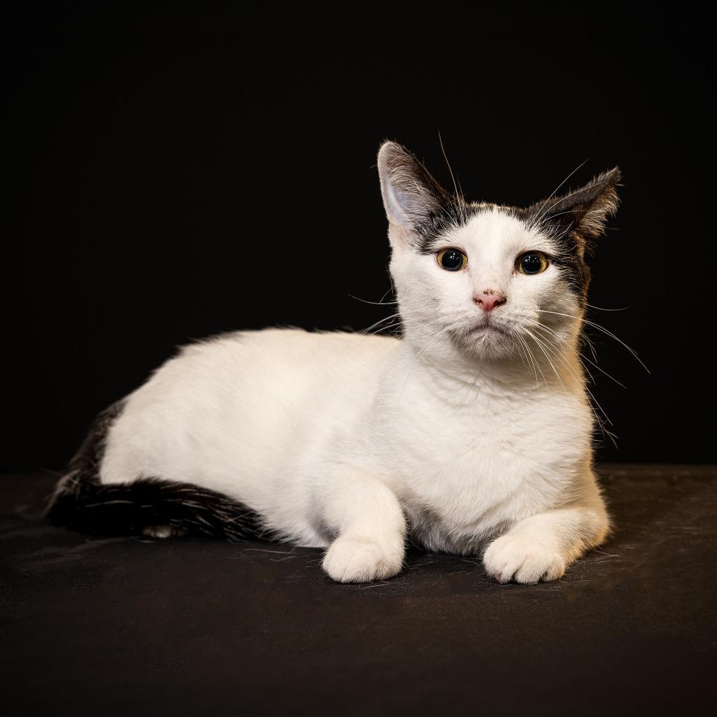 Lucille, Adoptable, Young Female Domestic Short Hair.