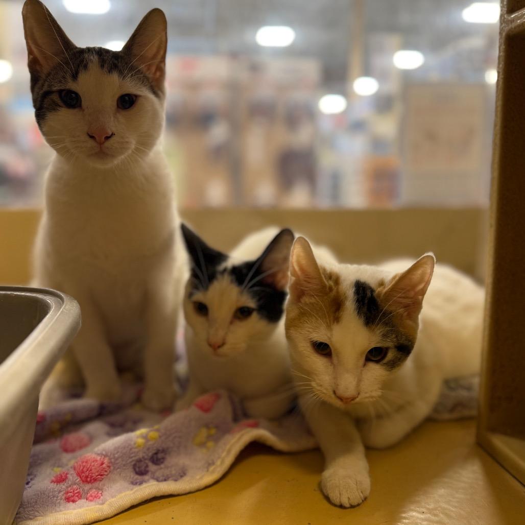 Lucille, Adoptable, Young Female Domestic Short Hair.