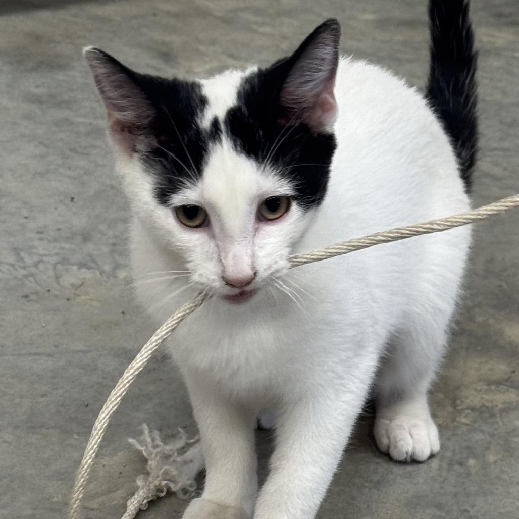 Lucille, Adoptable, Young Female Domestic Short Hair.