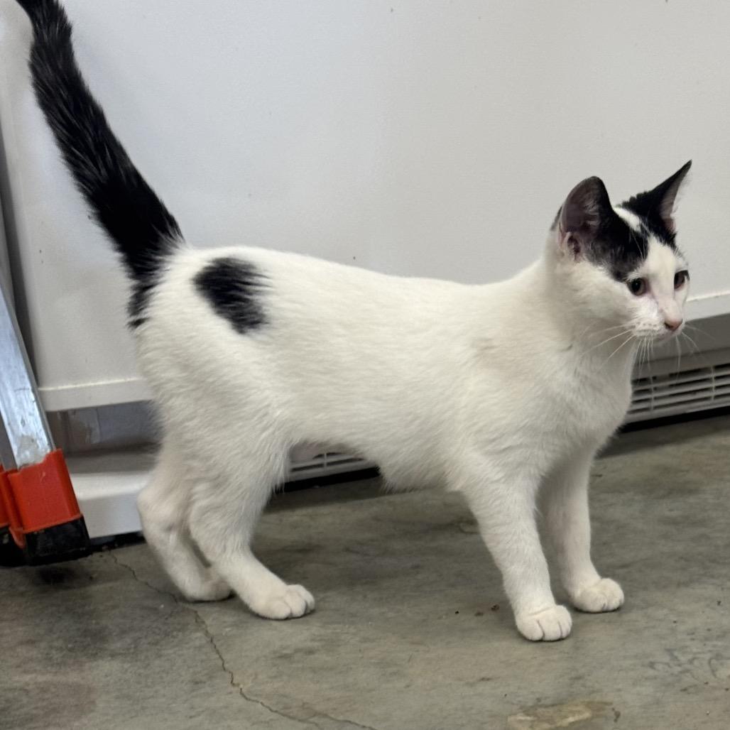 Enlarge Lucille, a Adoptable Domestic Short Hair in Columbia, MO image 3/4