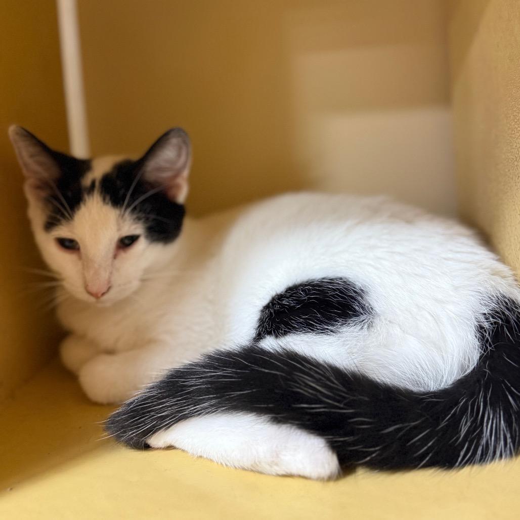 Enlarge Lucille, a Adoptable Domestic Short Hair in Columbia, MO image 4/4