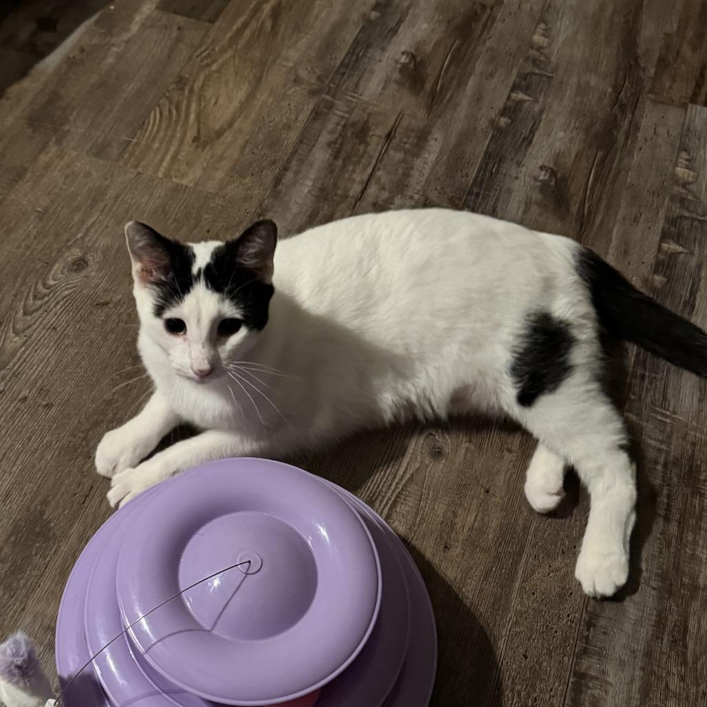 Lucille, a Adoptable Domestic Short Hair in Columbia, MO image 6/6