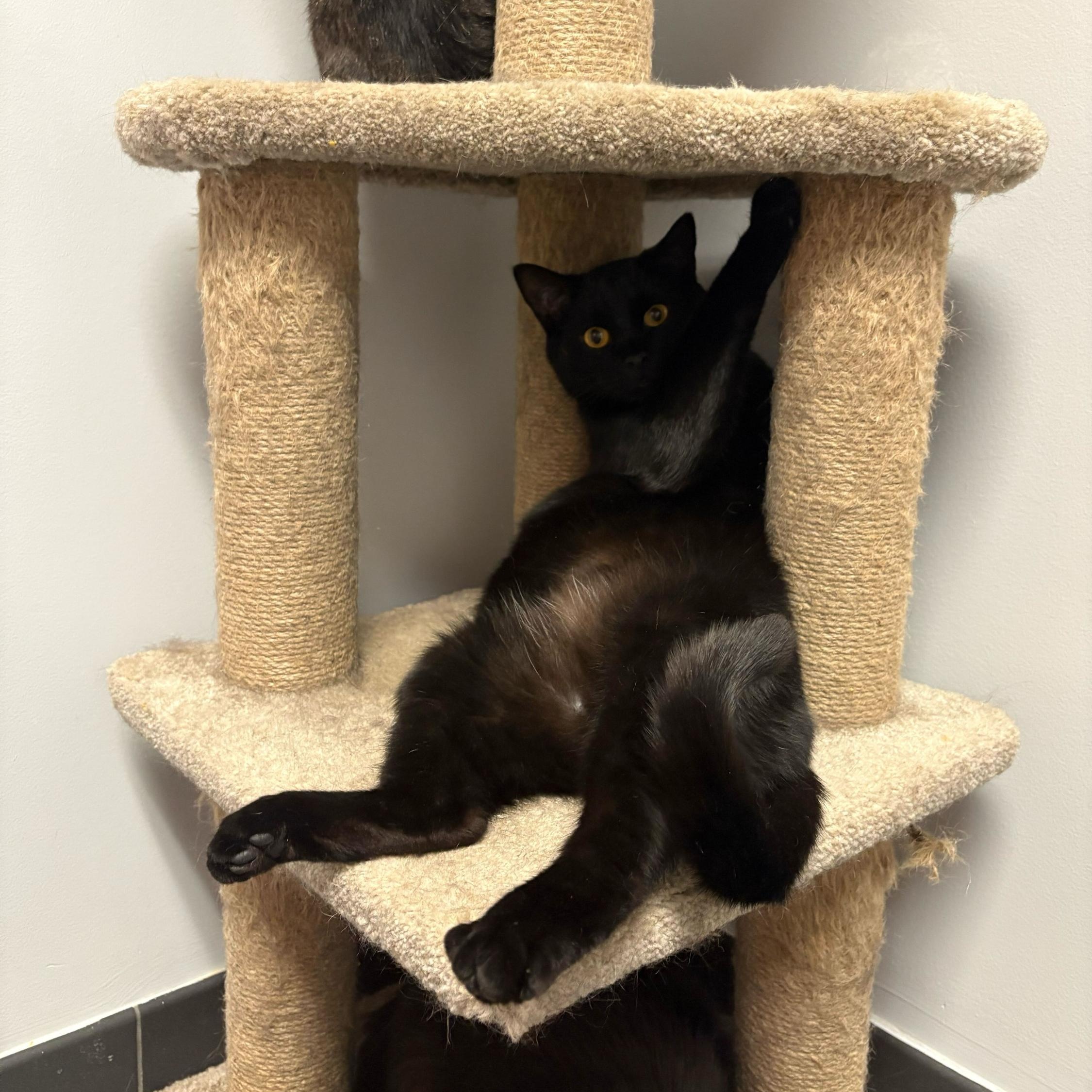 Enlarge Eggo, a Adoptable Domestic Short Hair in North Haven, CT image 1/2