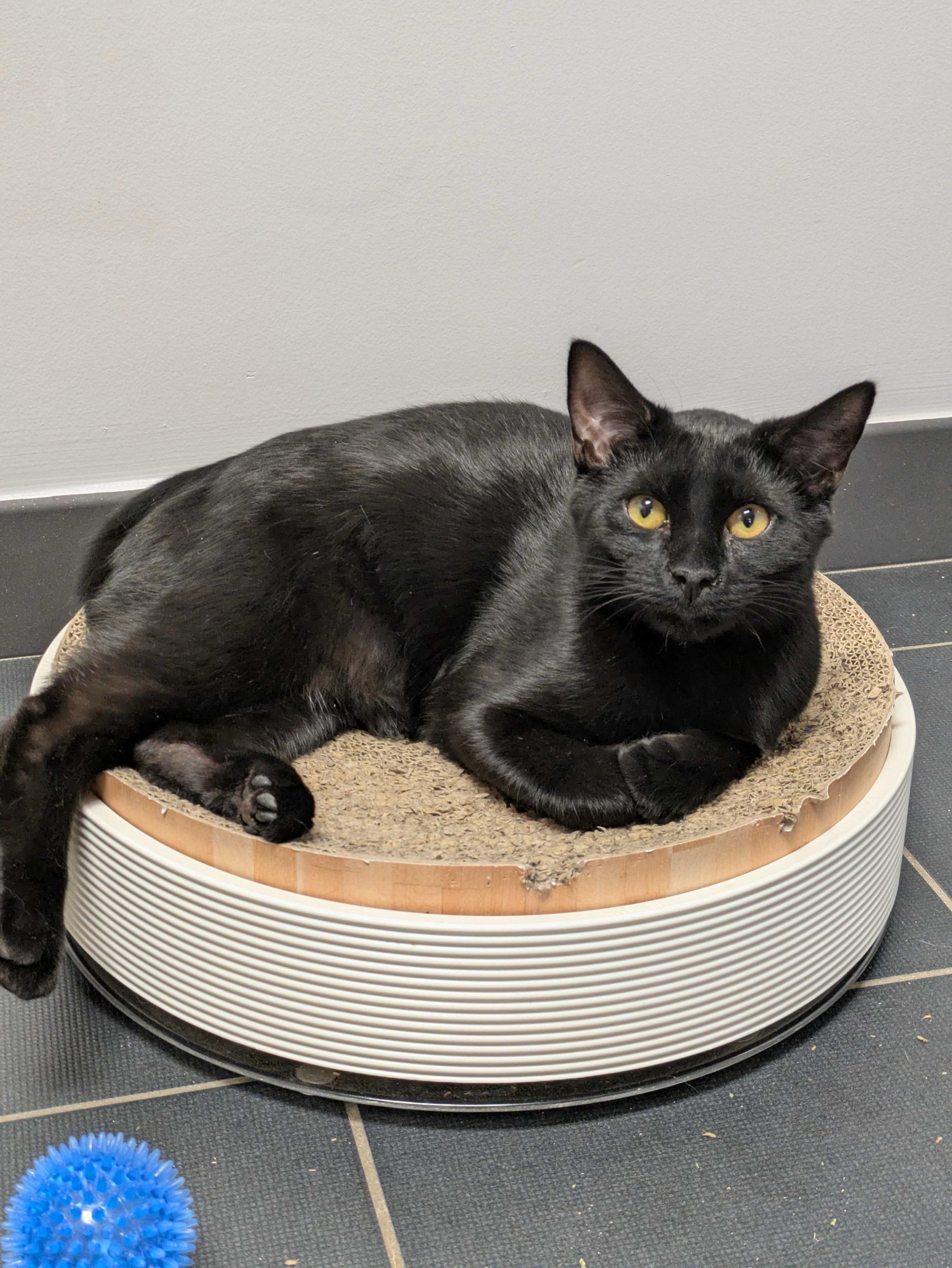 Enlarge Eggo, a Adoptable Domestic Short Hair in North Haven, CT image 2/2