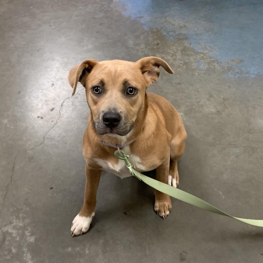 Enlarge Lucy, a Adoptable Mixed Breed in Memphis, TN image 1/3