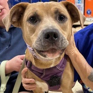 Enlarge Lucy, a Adoptable Mixed Breed in Memphis, TN image 2/3