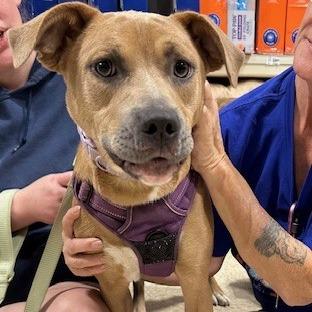 Enlarge Lucy, a Adoptable Mixed Breed in Memphis, TN image 3/3