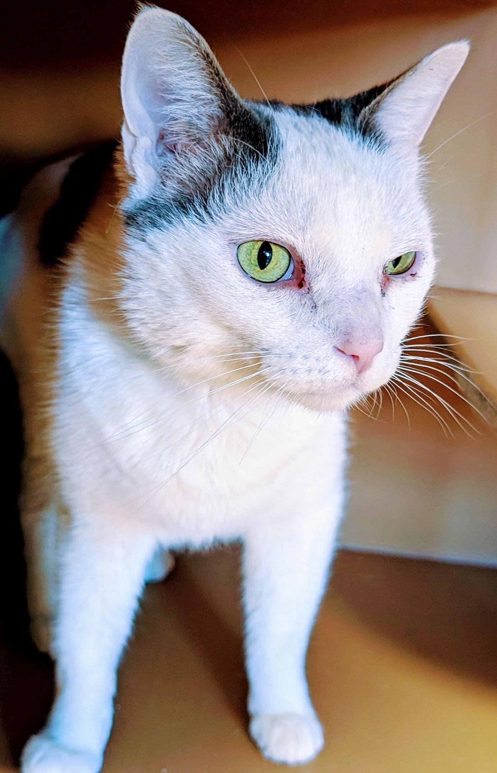 Enlarge Jude, a Adoptable Domestic Short Hair in Greenfield, IN image 1/2