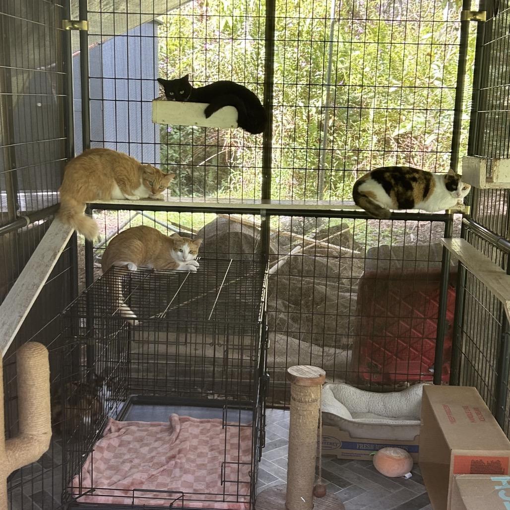 Newbie T5, Adoptable, Young Male Domestic Short Hair.