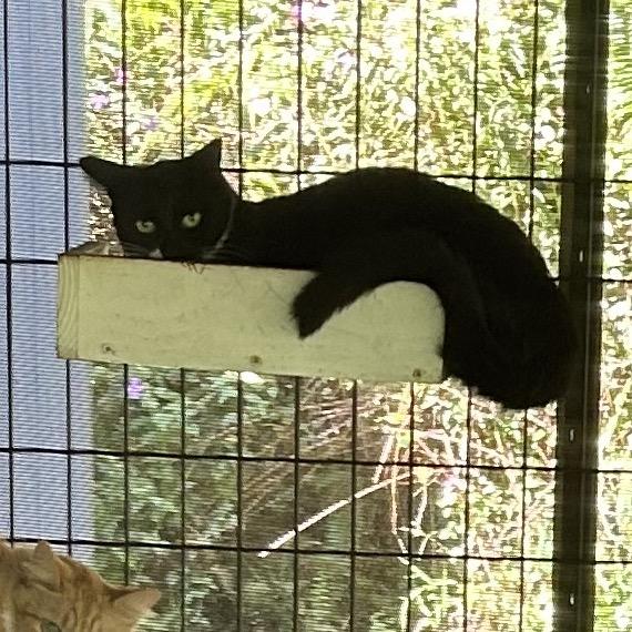 Newbie T5, a Adoptable Domestic Short Hair in Pahoa, HI image 3/4