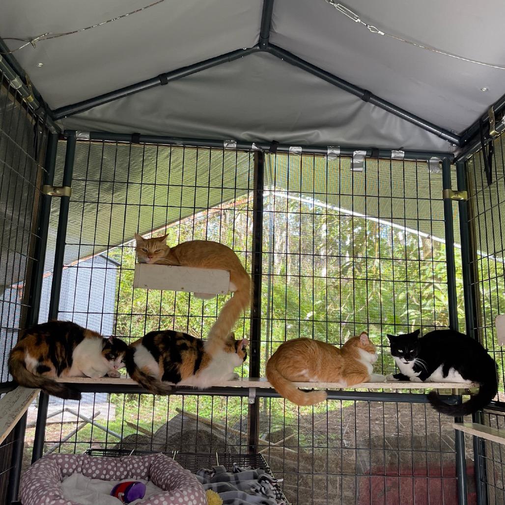 Newbie T5, a Adoptable Domestic Short Hair in Pahoa, HI image 4/4