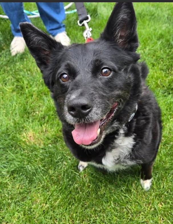 Enlarge Hannah, a Adoptable mixed breed in North Olmsted, OH image 2/4